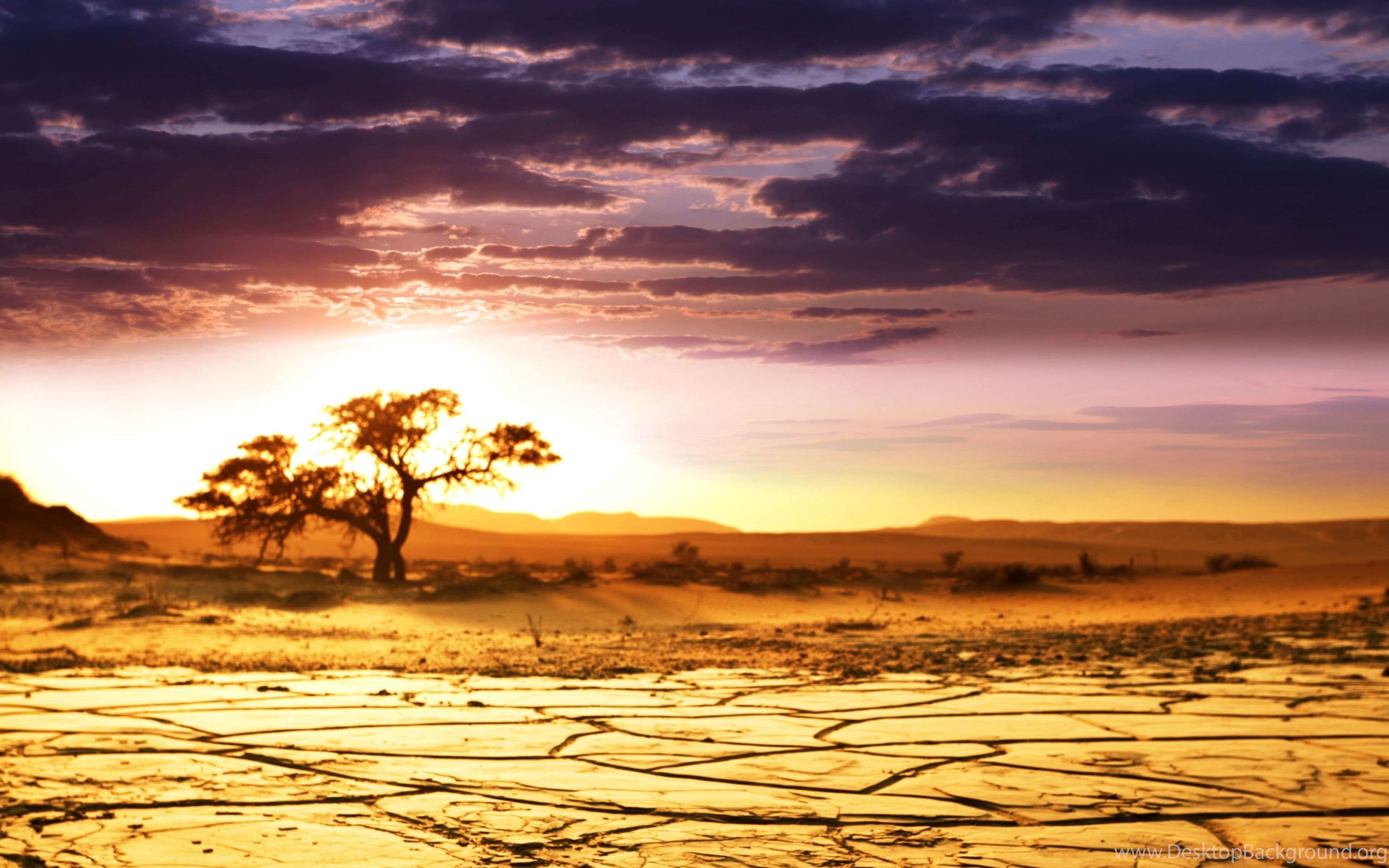 Savana africana tramonto acacia, 3840x2400 4K, Desktop 4K