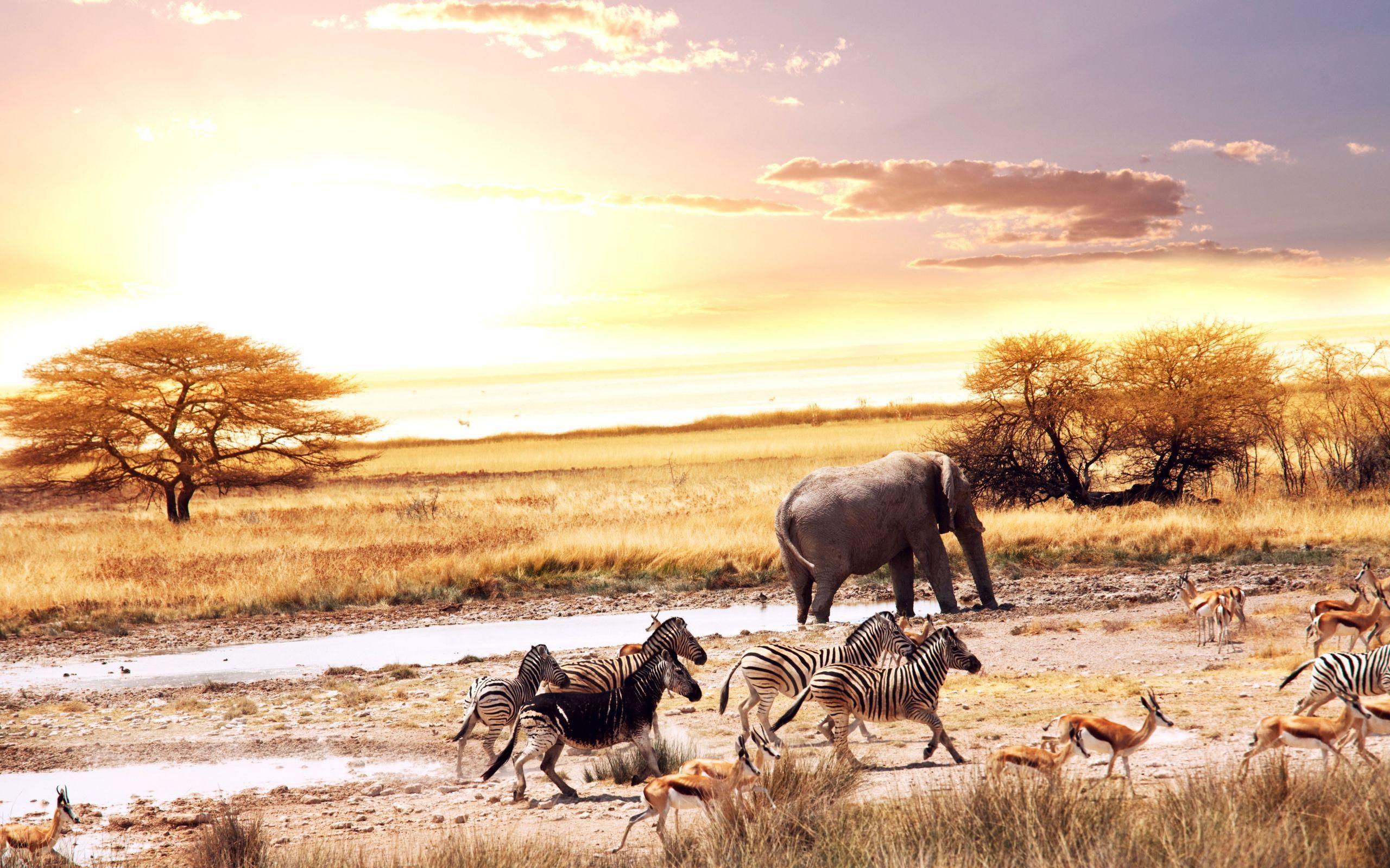 Savana africana con animali selvatici, 2560x1600 2K+, MacBook Pro