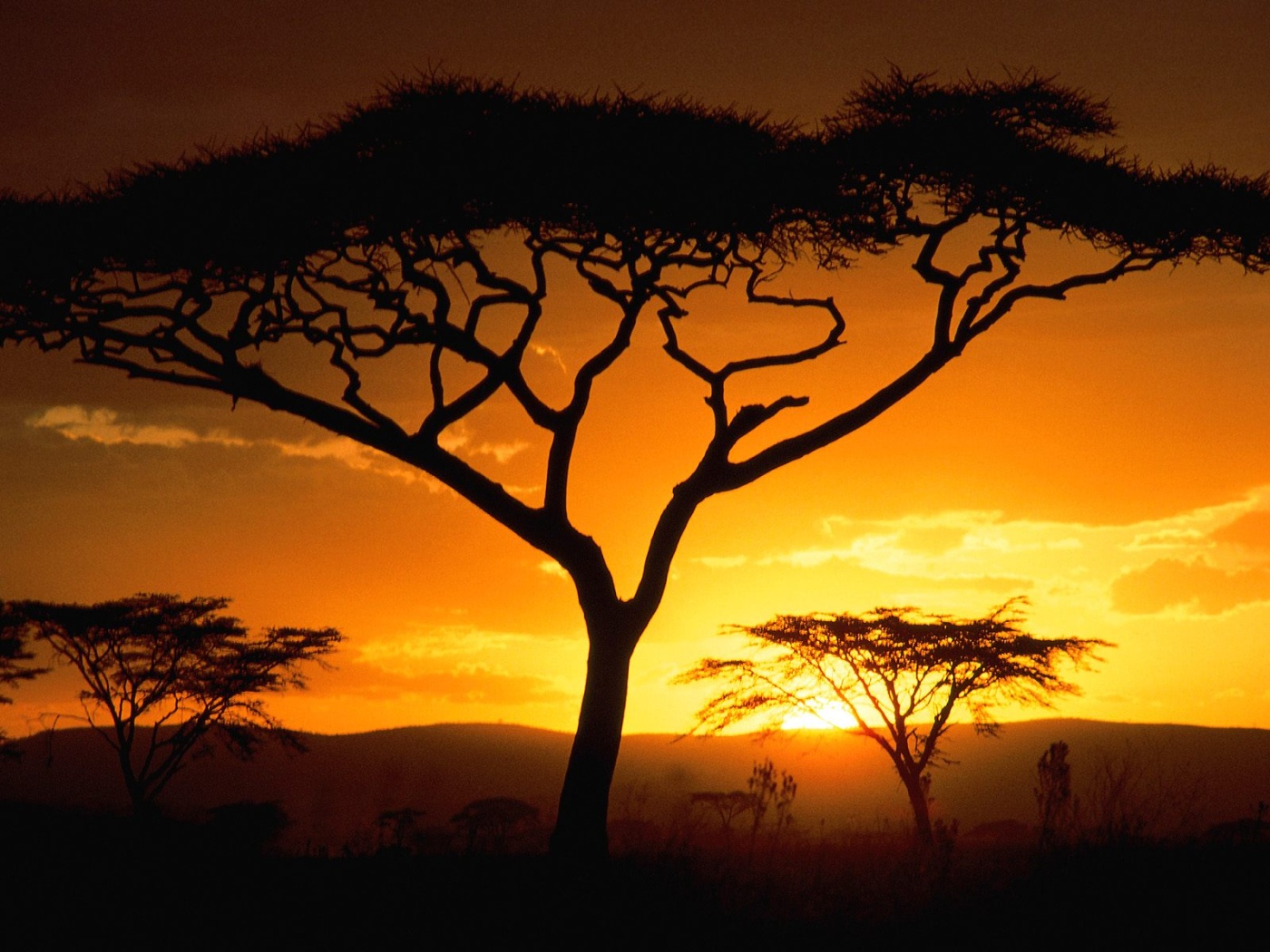 Acacia al tramonto africano, 1400x1050 720p, Lenovo Legion