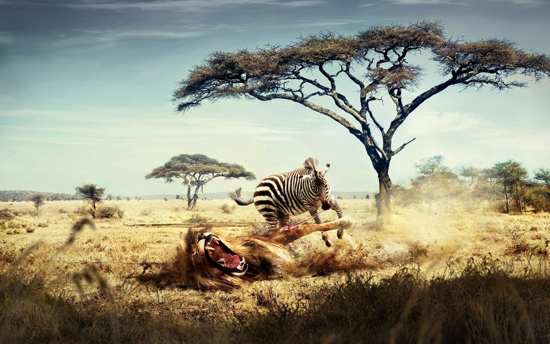 Leone caccia zebra savana, 1920x1200 Full HD+, PC Desktop