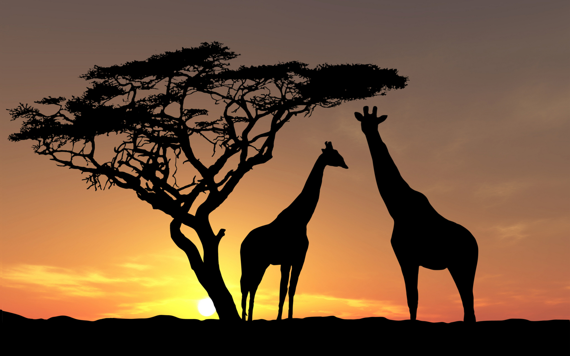 Giraffe silhouette tramonto savana, 1920x1200 WUXGA, Desktop