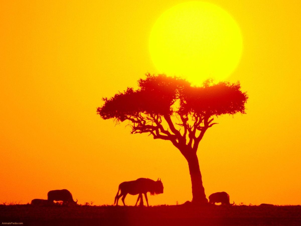 Gnu savana tramonto africano, 1200x900 HD, Laptop