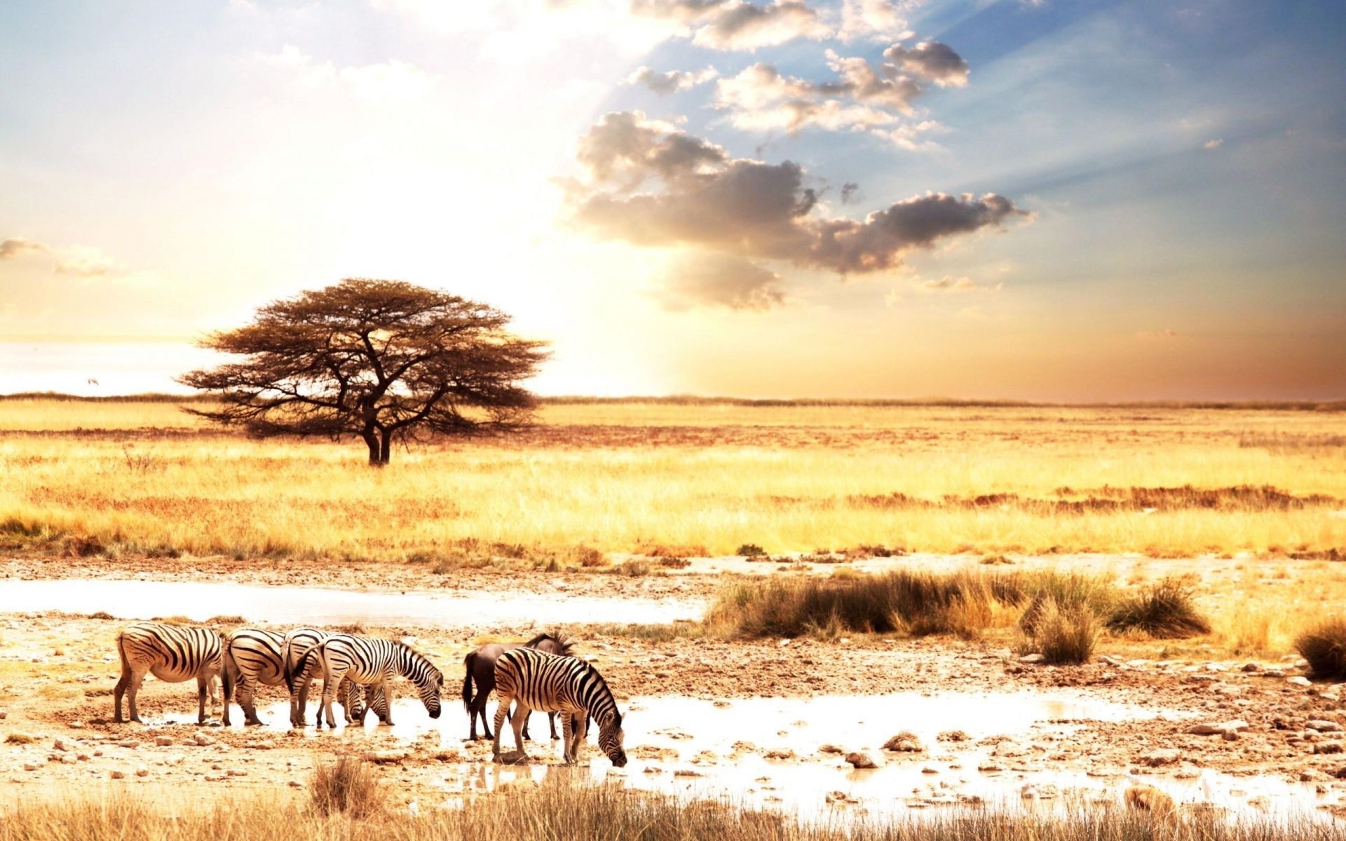 Zebre savana africana tramonto, 1920x1200 Full HD+, Desktop