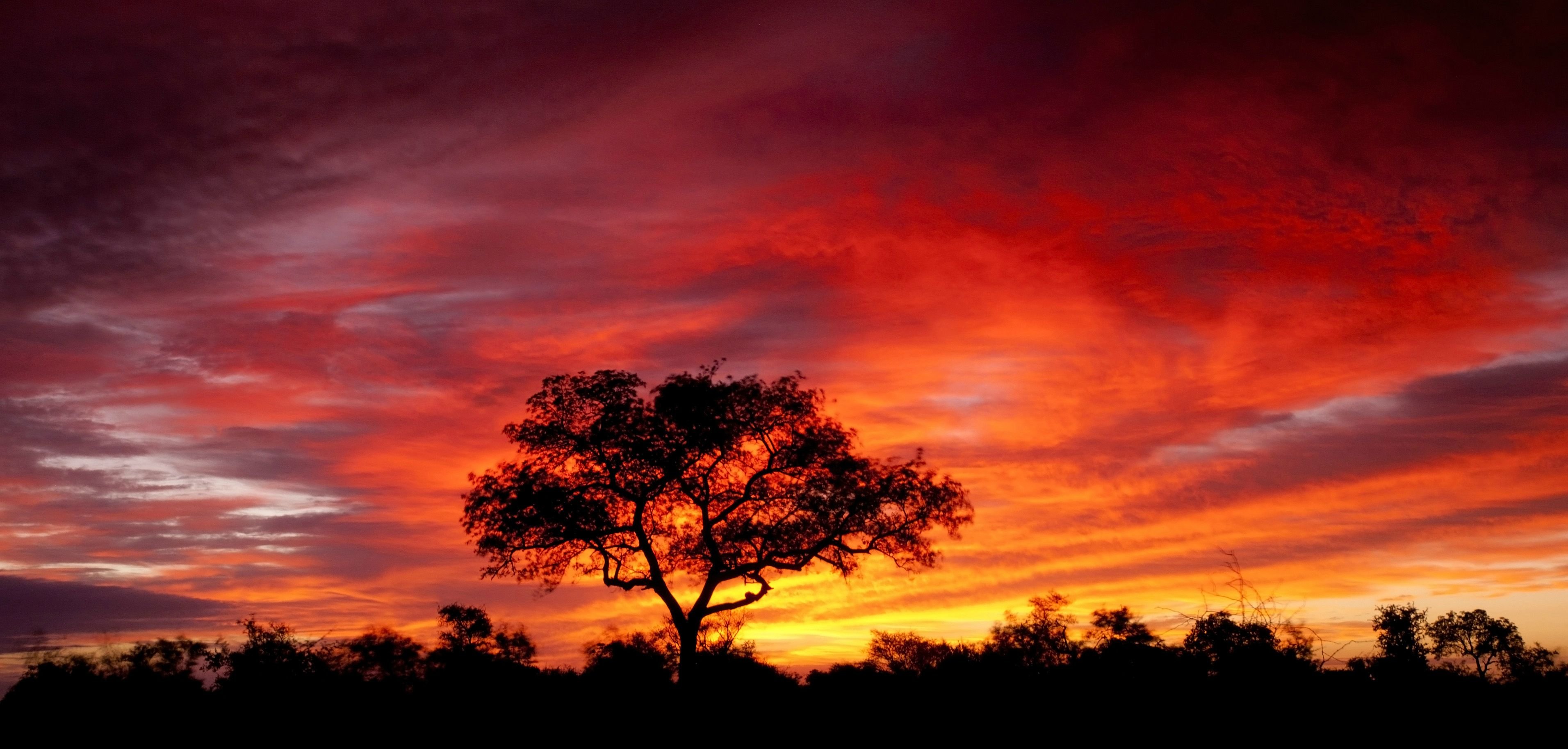 Albero acacia tramonto africano, 3824x1827 2K+, PC