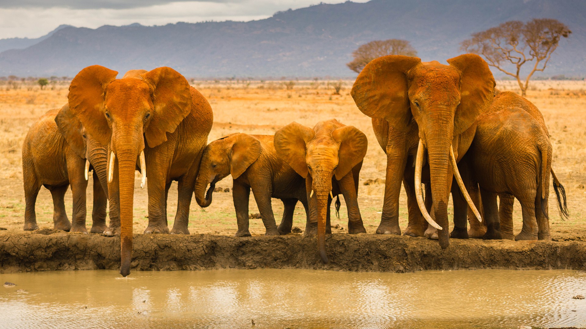 Branco di elefanti africani, 1920x1080 1080p, PC