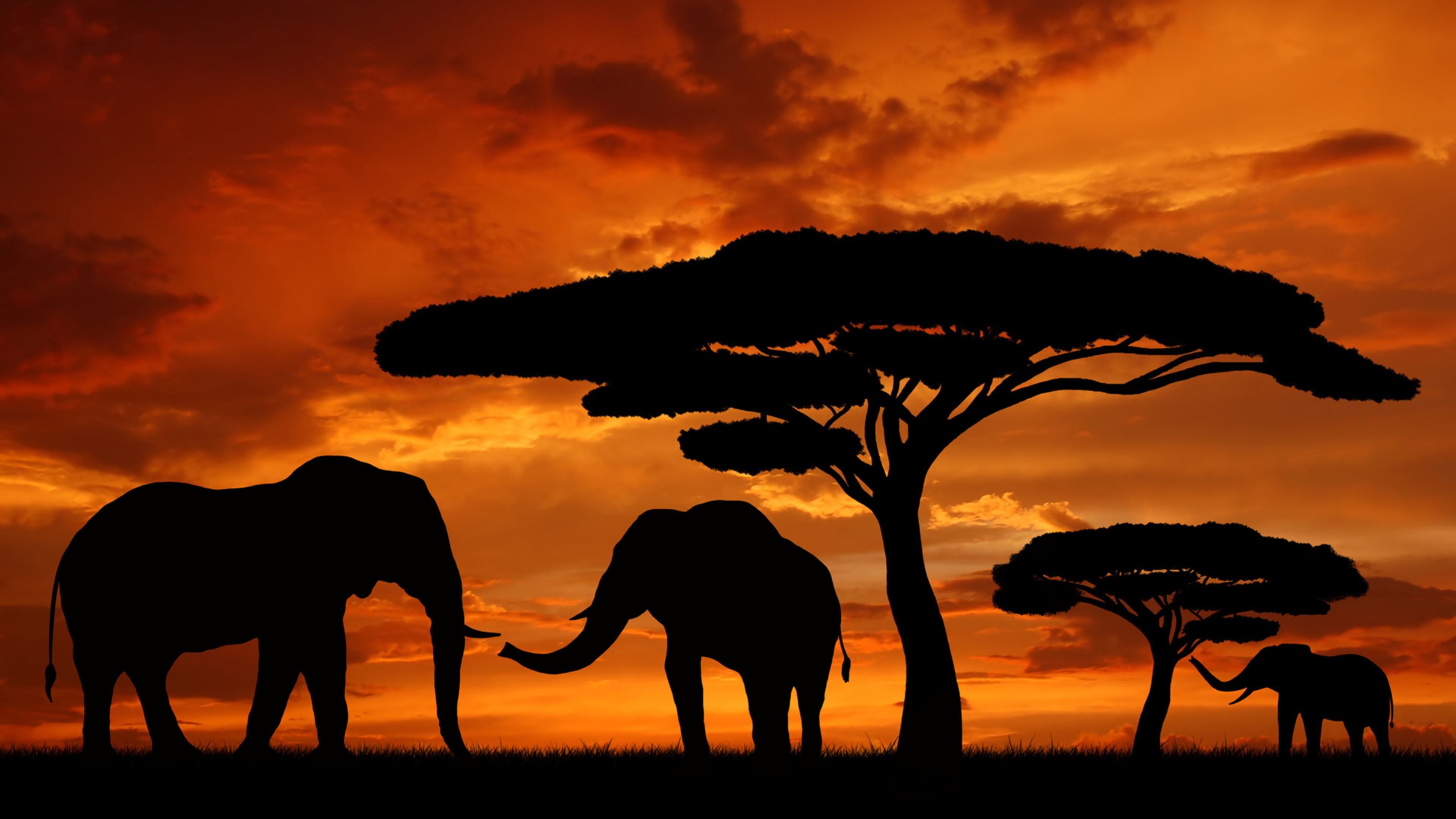 Elefanti silhouette tramonto savana, 3840x2160 4K Ultra HD, Monitor 4K