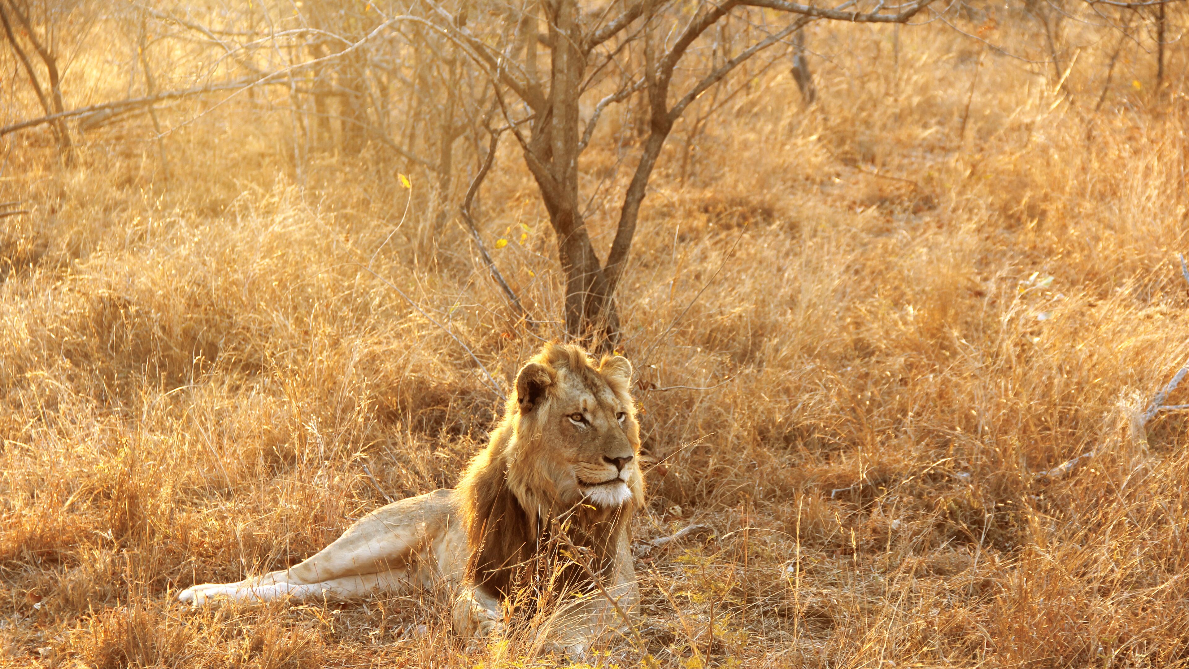 Leone sdraiato savana africana, 3840x2160 4K, Desktop 4K
