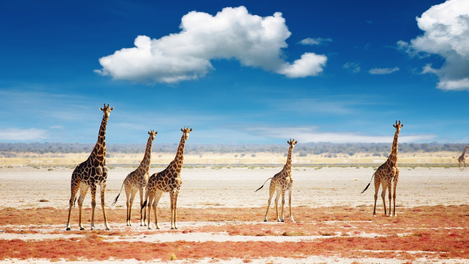 Giraffe nella savana africana, 1920x1080 Full HD, Desktop