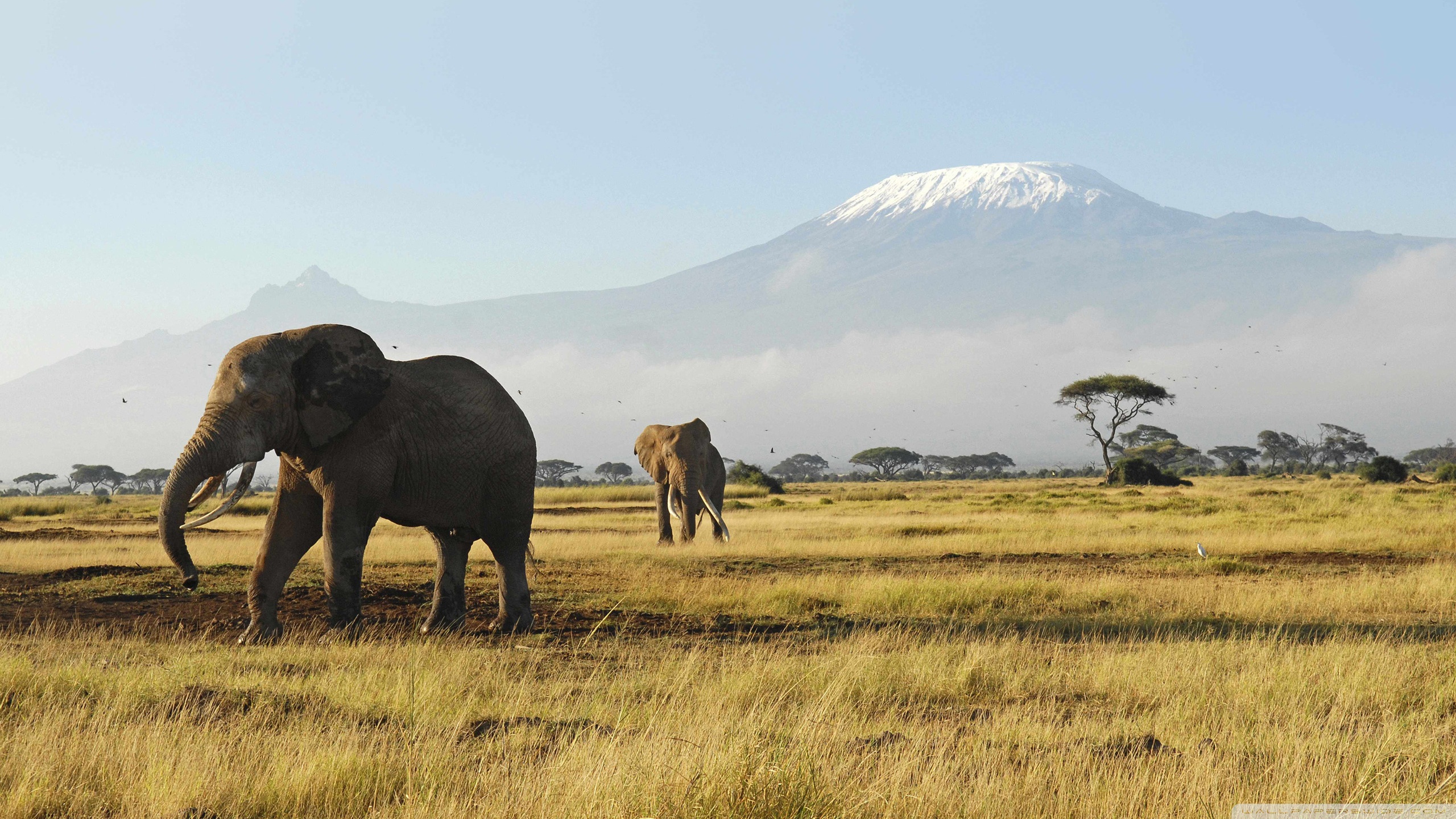 Elefanti africani savana Kilimanjaro, 2560x1440 QHD, Laptop