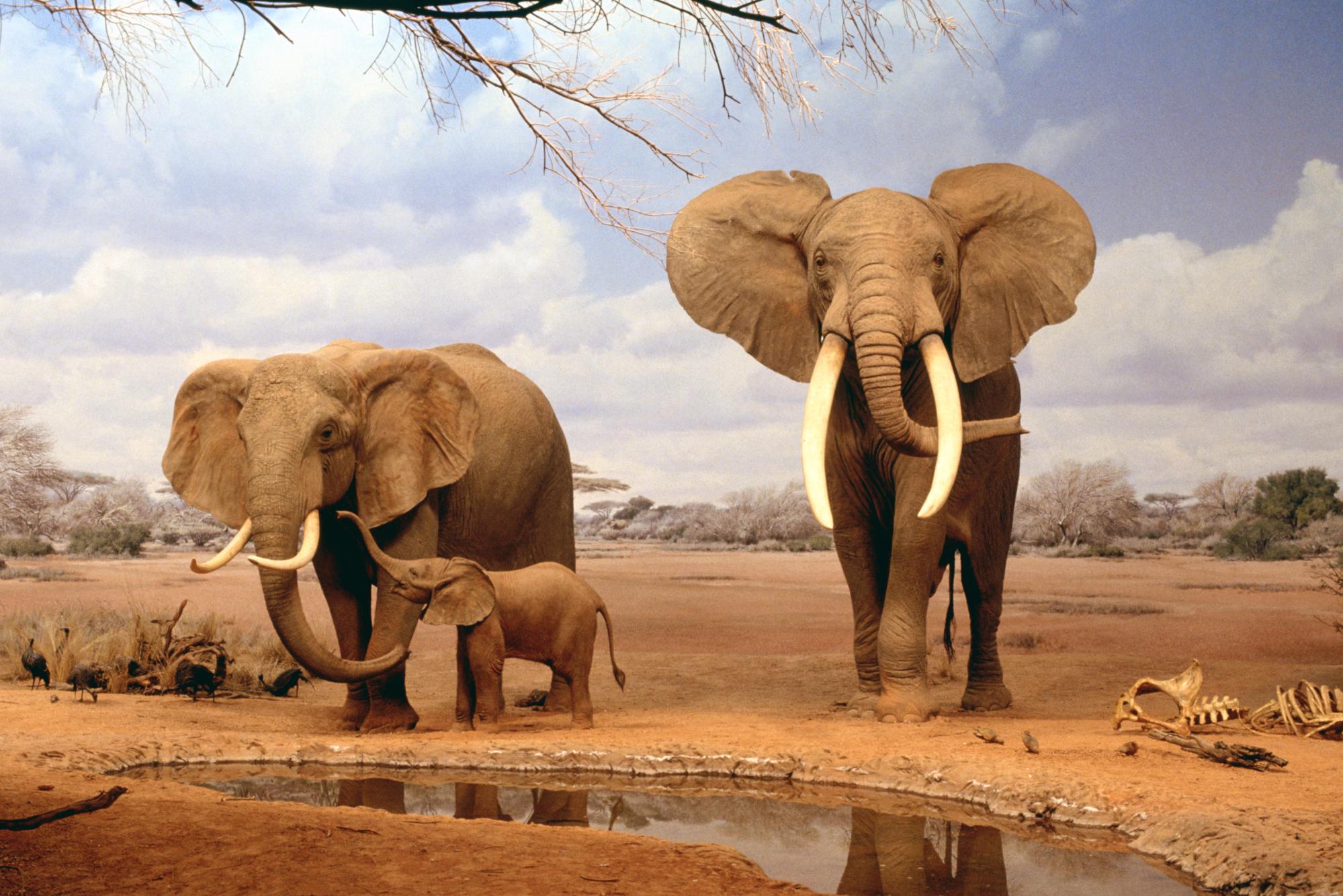 Elefanti africani savana, 1999x1333 WUXGA, Laptop