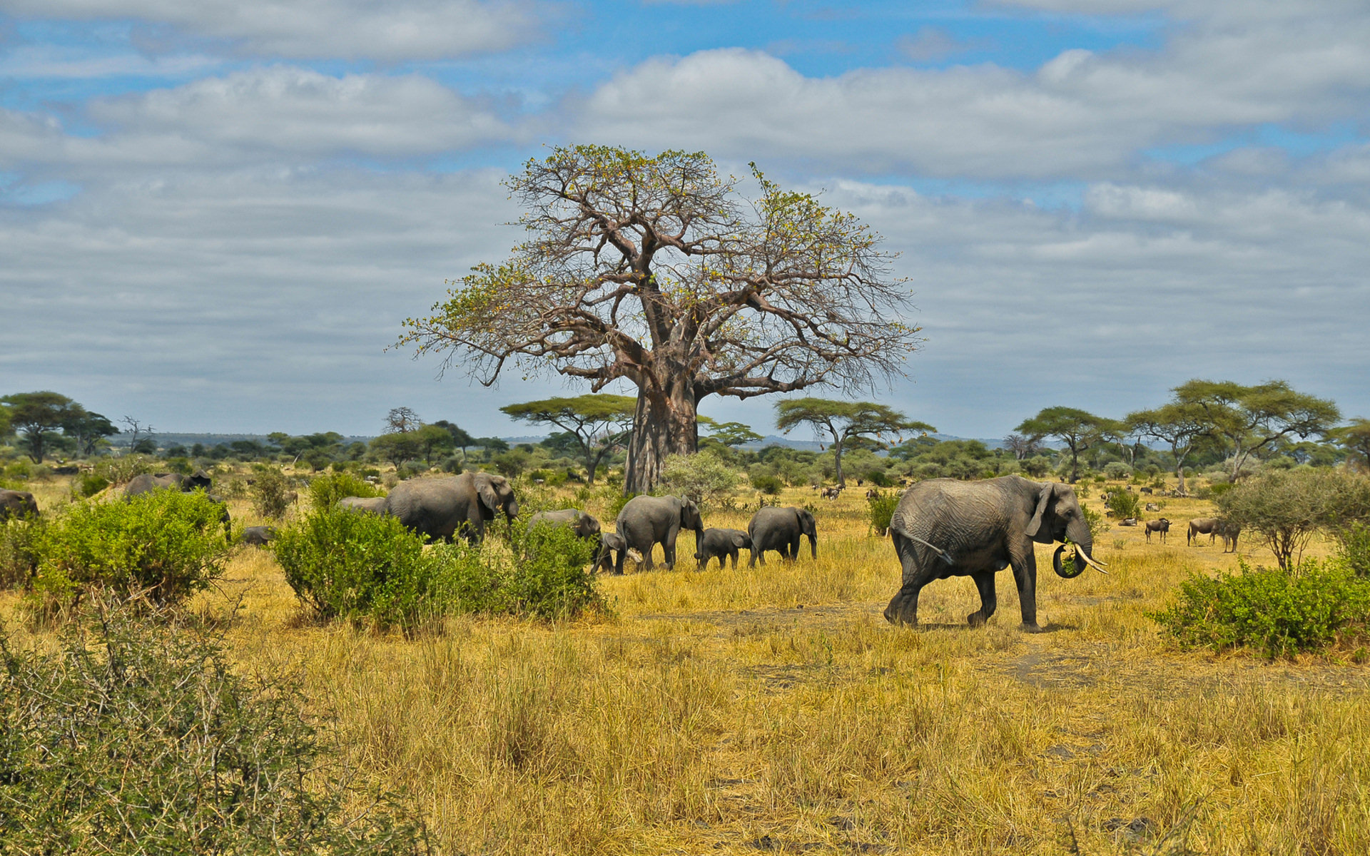 Elefanti savana africana con baobab, 1920x1200 WUXGA, PC Desktop