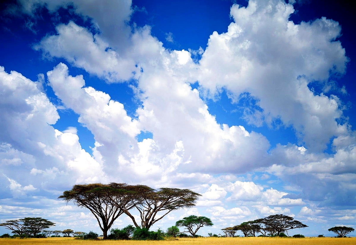 Savana africana con acacie, 1200x825 HD, Desktop