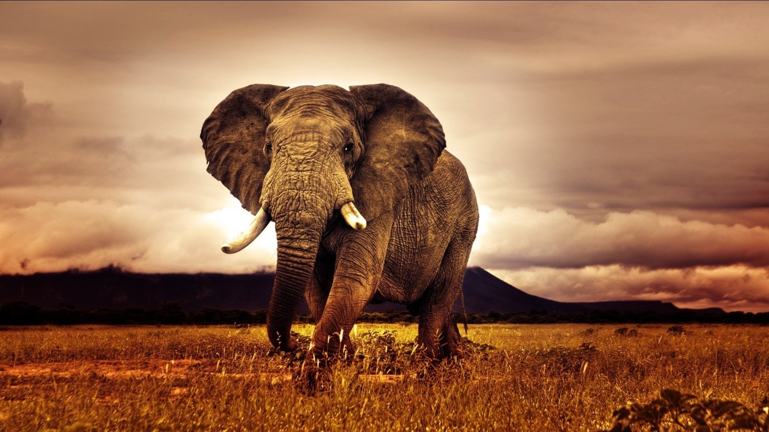 Elefante africano nella savana, 2560x1440 2K QHD, PC