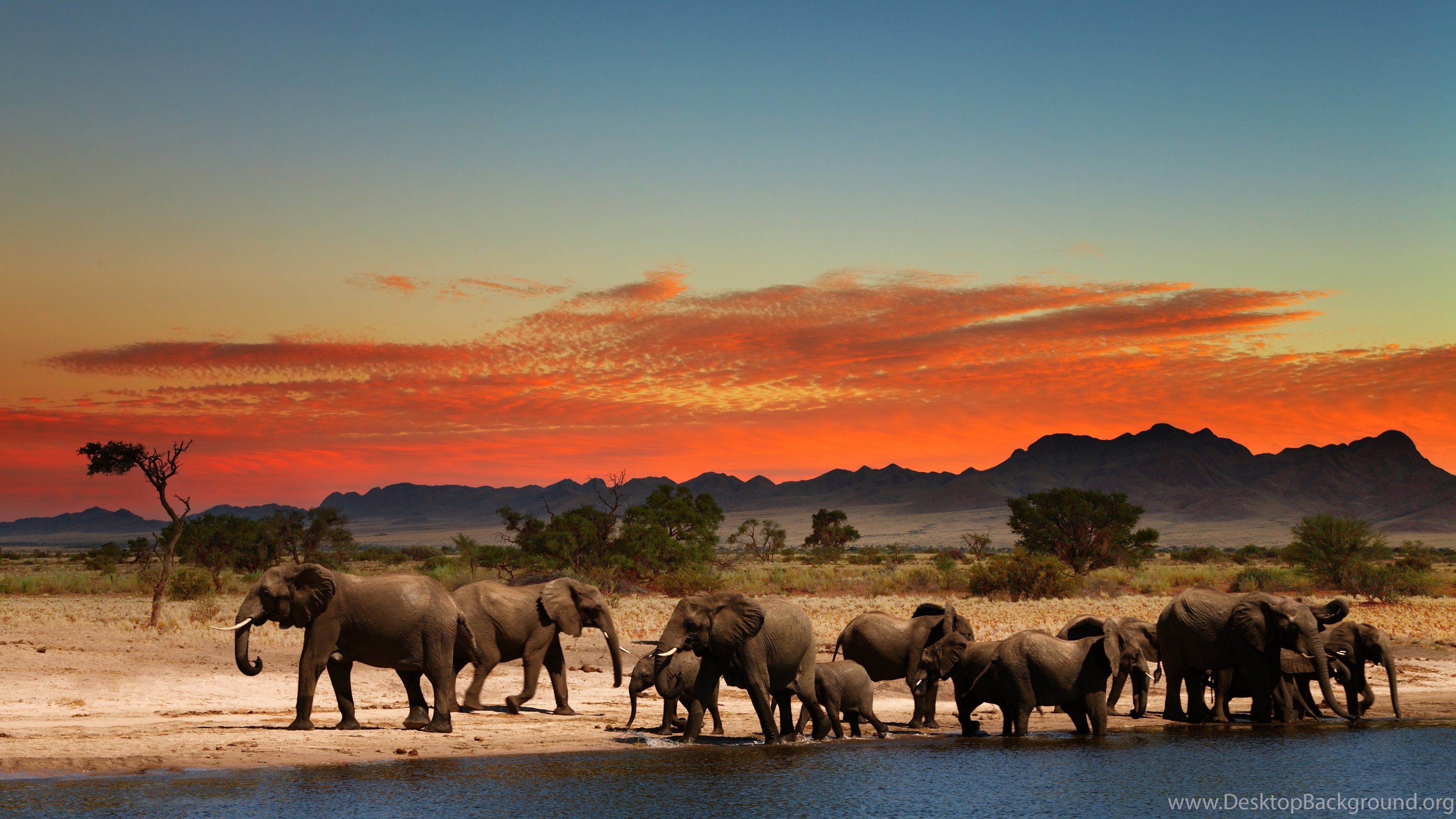 Elefanti al tramonto africano, 3840x2160 4K Ultra HD, Monitor 4K