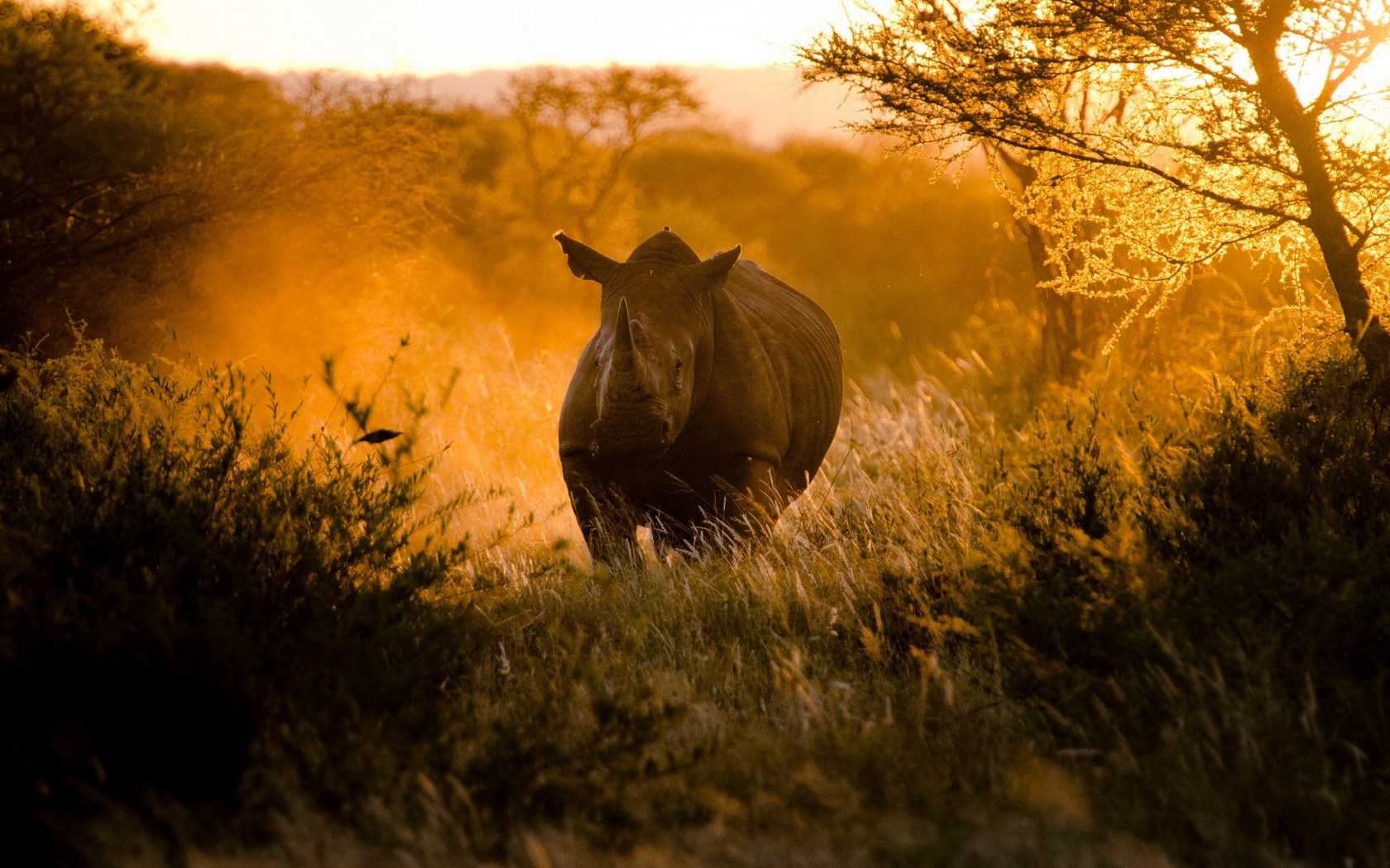 Rinoceronte savana africana tramonto, 1680x1050 HD Ready, PC