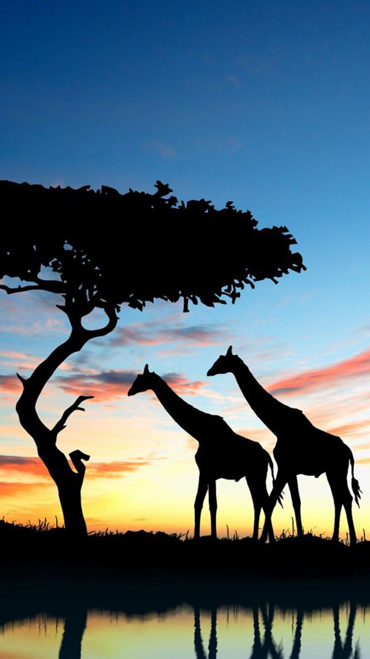 Giraffe silhouette tramonto savana, 750x1334 Verticale, Mobile