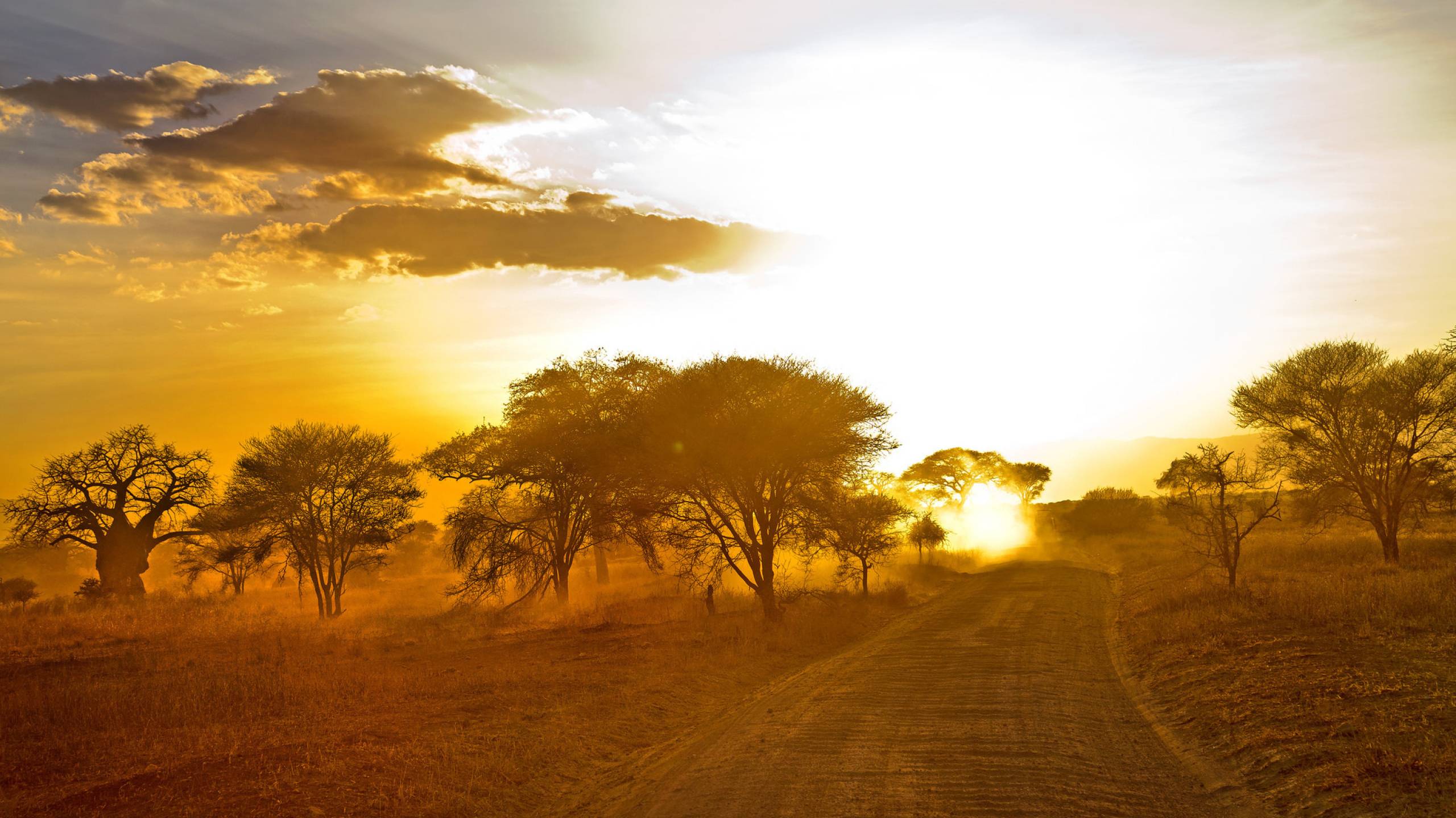 Alba savana africana, alberi acacia, 2560x1440 QHD, Monitor Gaming