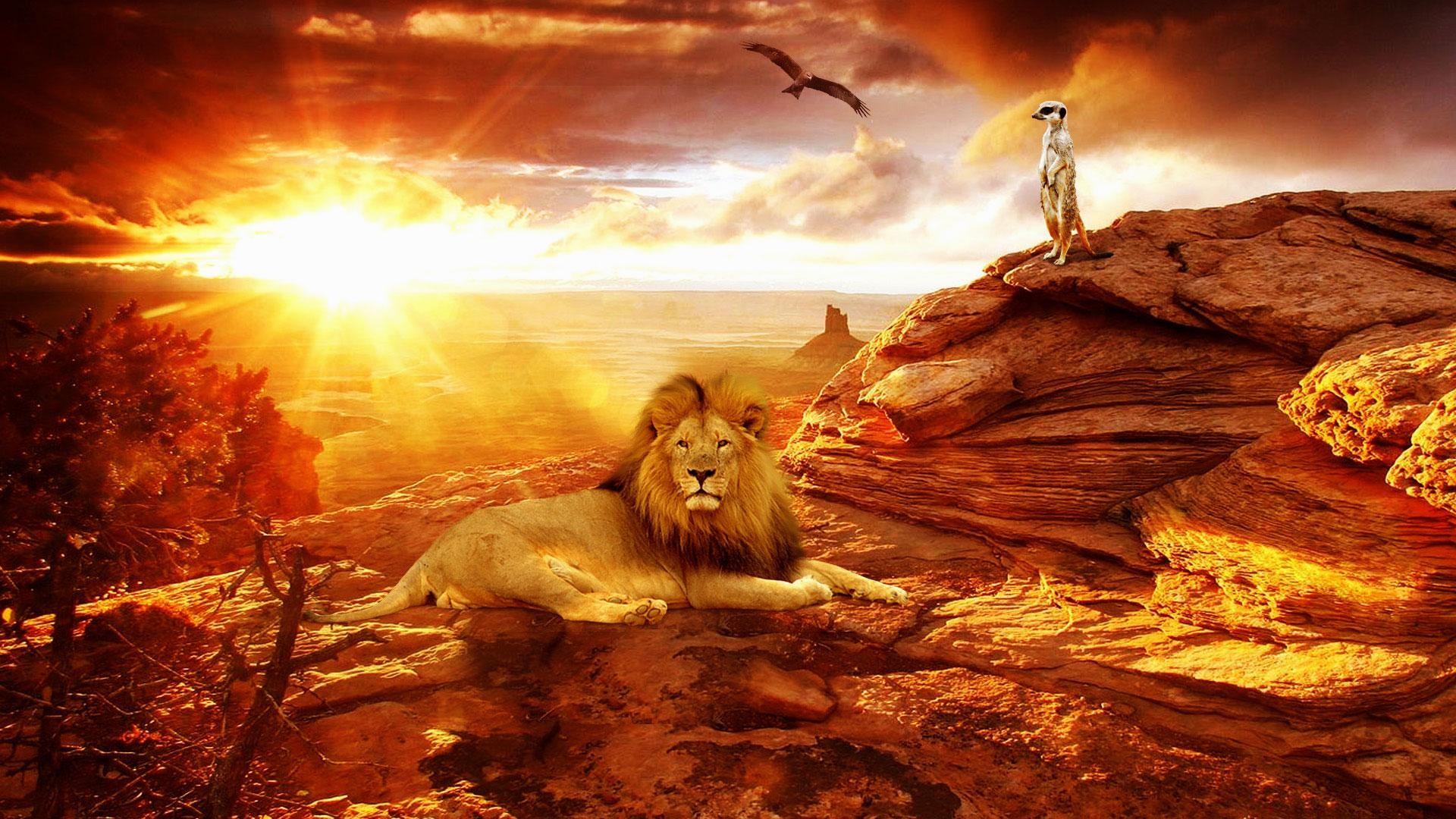 Leone e suricato al tramonto, 1920x1080 1080p, Desktop
