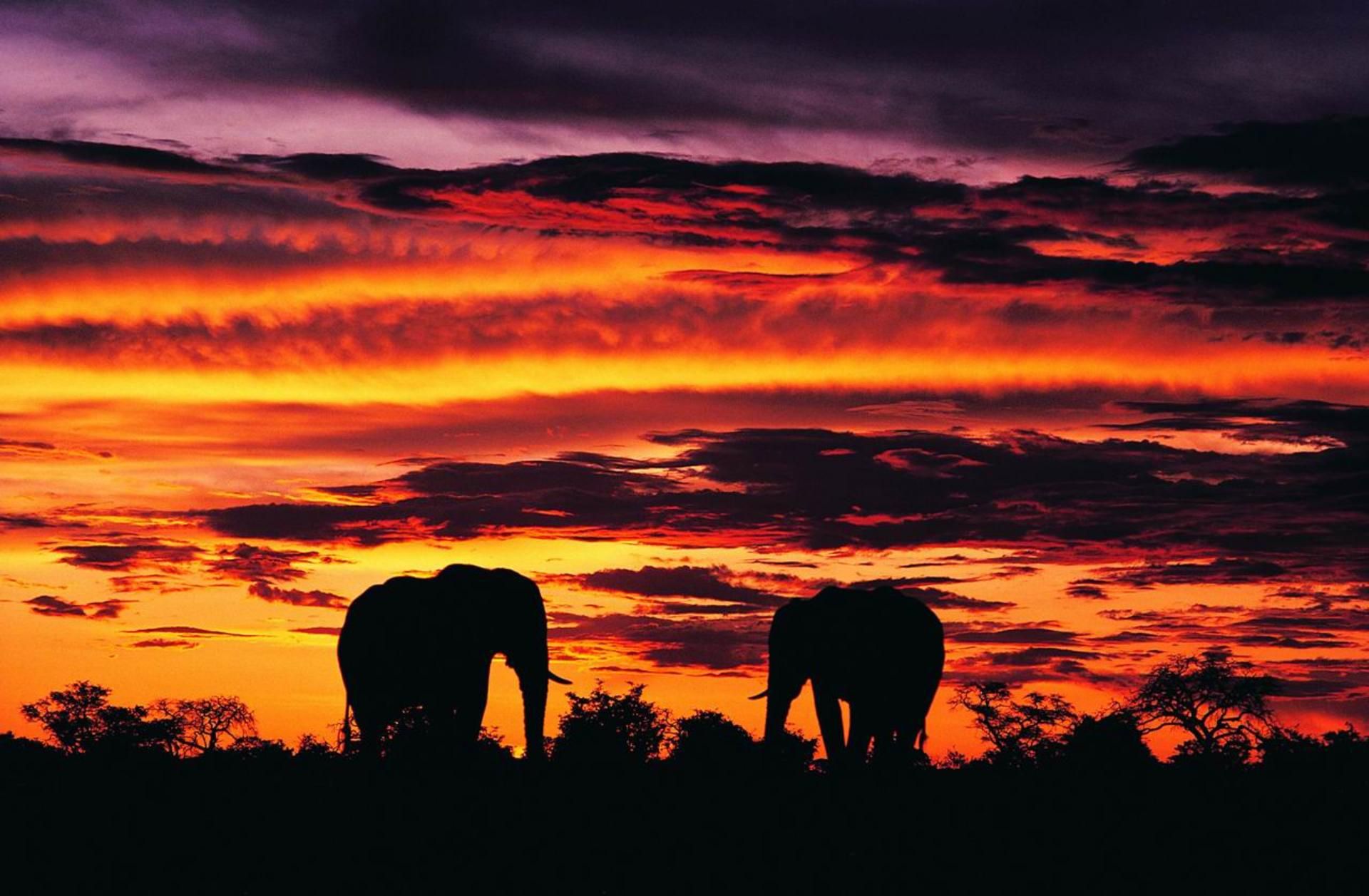 Elefanti al tramonto africano, 1920x1257 Full HD+, Desktop