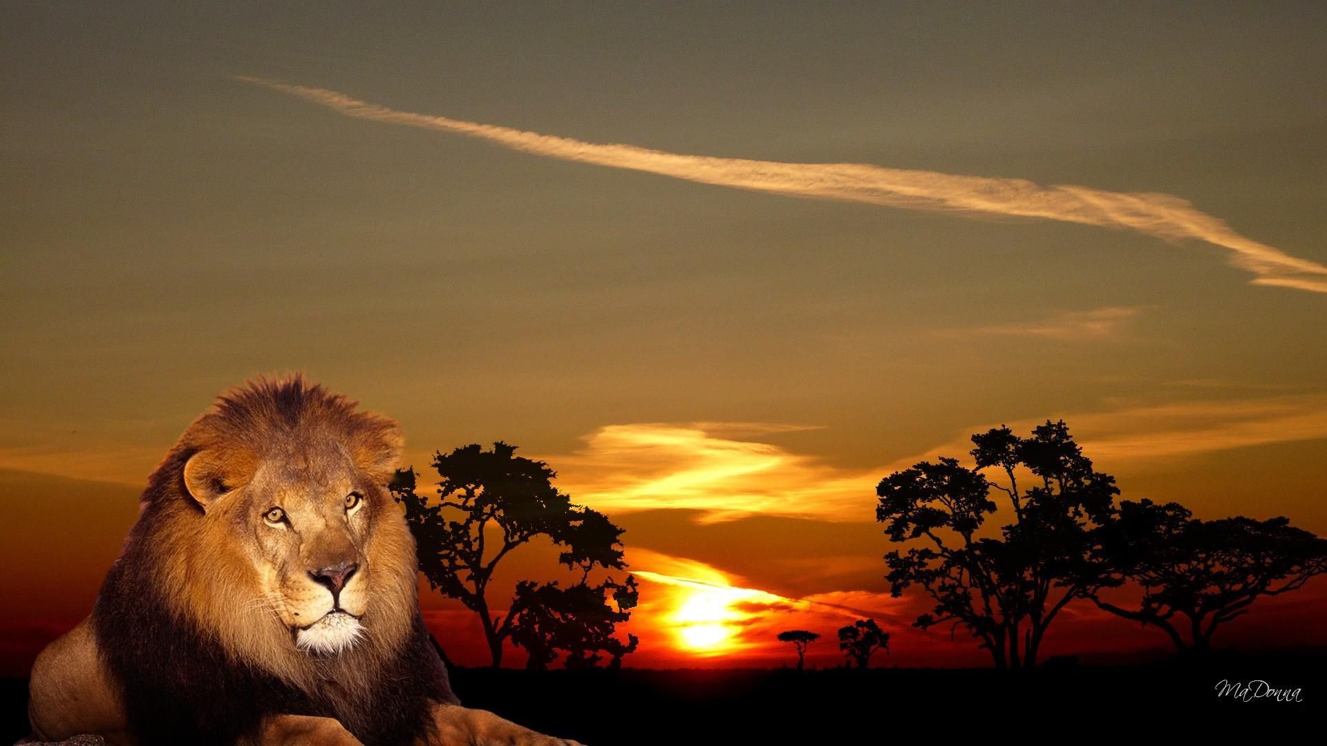 Leone al tramonto savana, 1920x1080 Full HD 1080p, Desktop