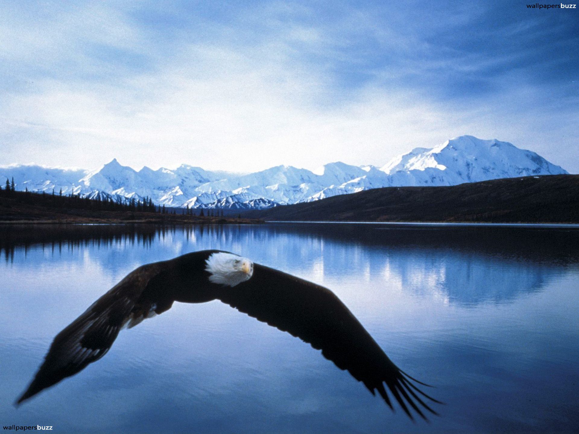 Aquila calva sopra lago Alaska, 1920x1440 Full HD+, iMac