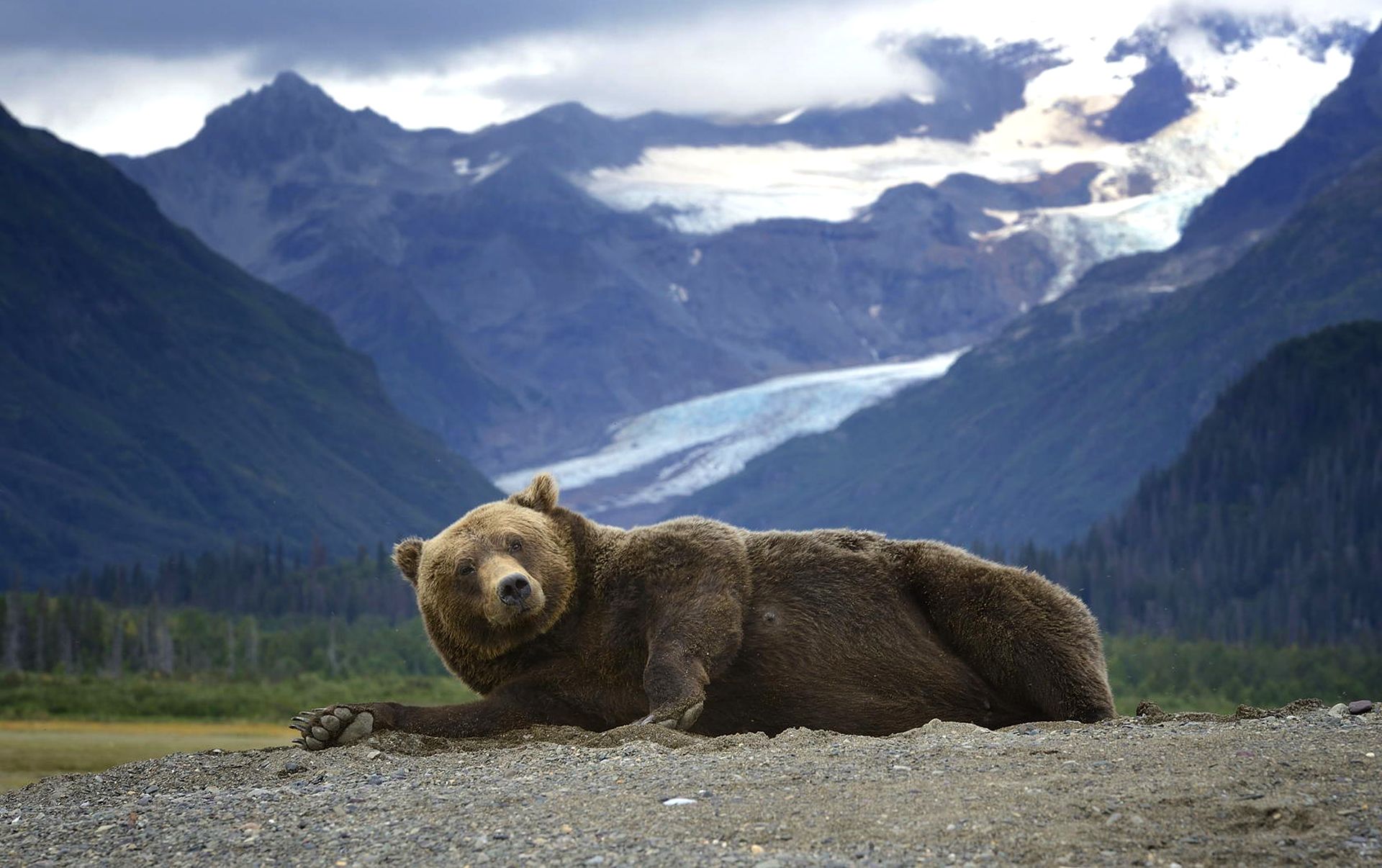 Orso grizzly su montagna Alaska, 1920x1206 WUXGA, iMac
