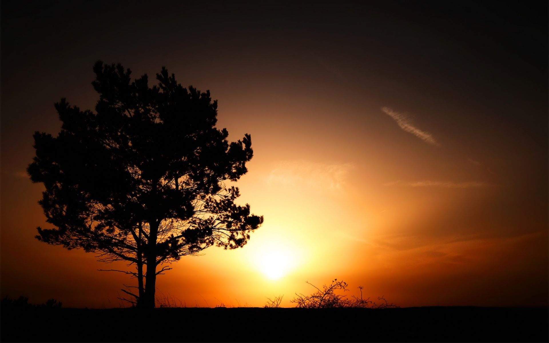Albero silhouette al tramonto, 1920x1200 Full HD+, PC