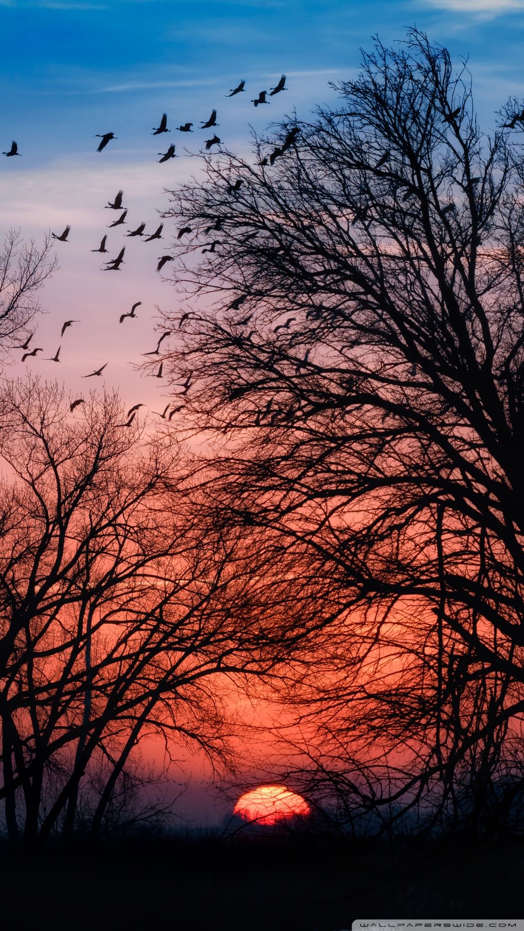 Alba con uccelli e alberi, 1080x1920 Full HD Verticale, Samsung Galaxy