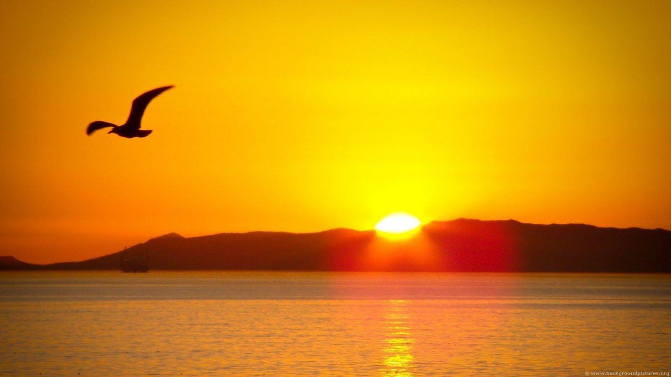 Alba con uccello in volo, 1366x768 720p, Laptop