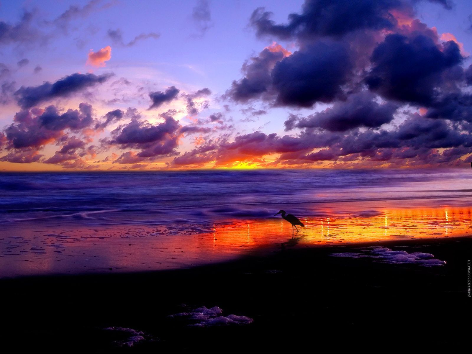 Uccello su spiaggia all'alba, 1600x1200 HD Ready, Desktop