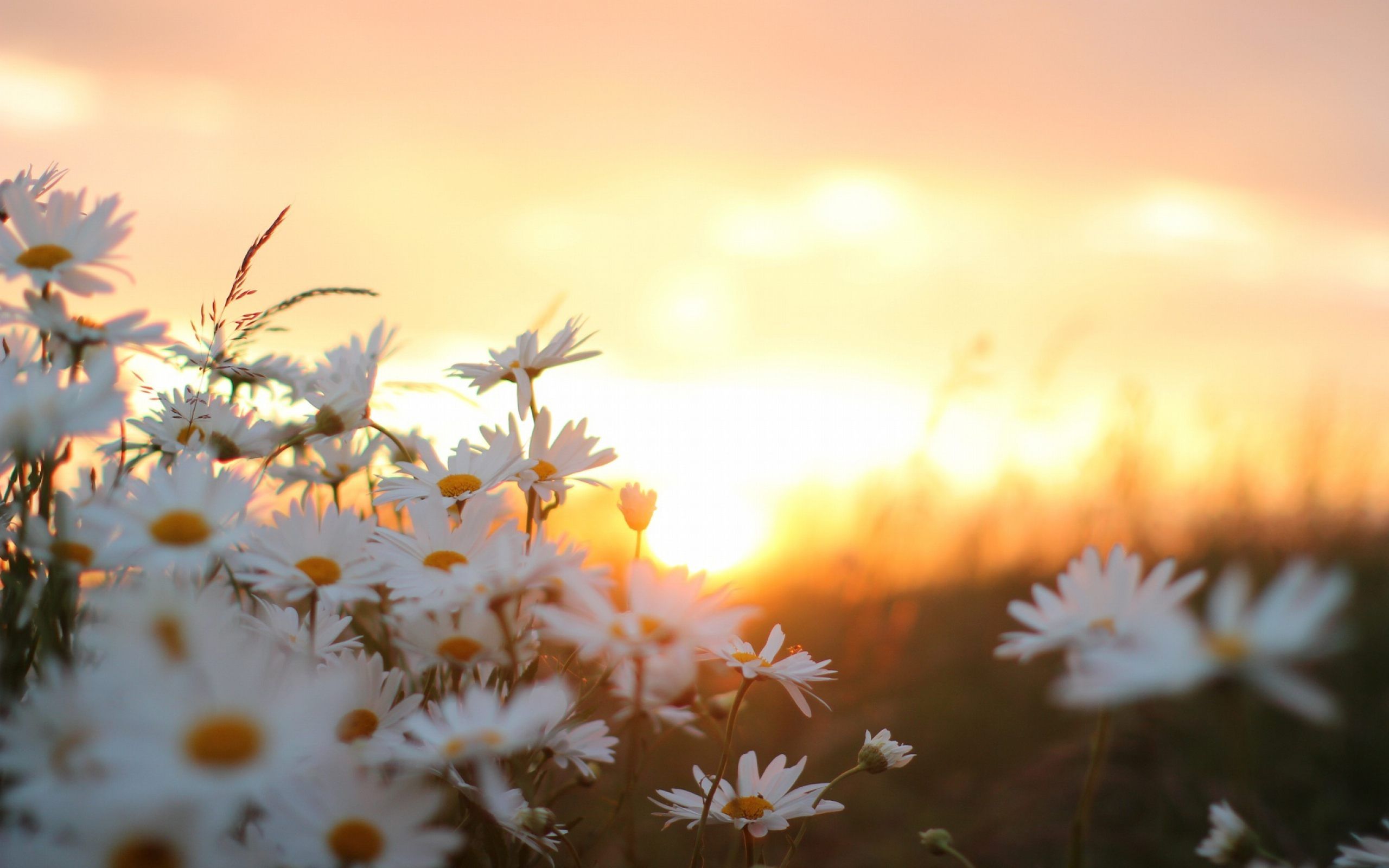Margherite bianche al tramonto, 2560x1600 2K+, PC