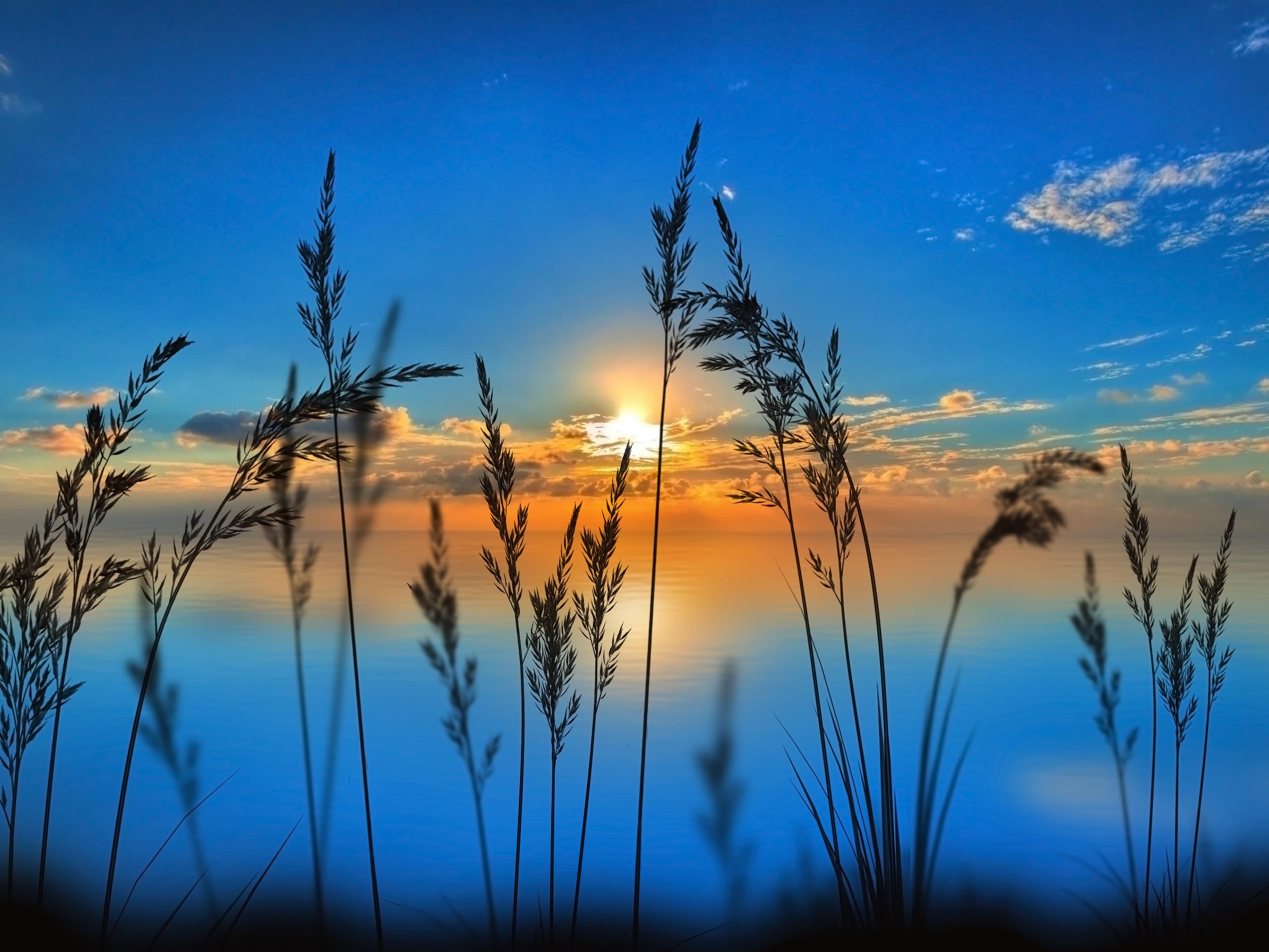 Alba sull'acqua con erba, 2560x1920 2K+, Desktop