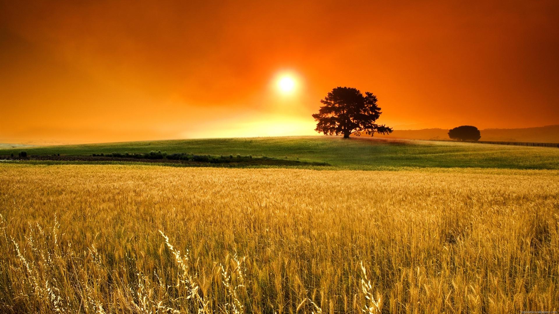 Alba su campo di grano, 1920x1080 Full HD, Laptop