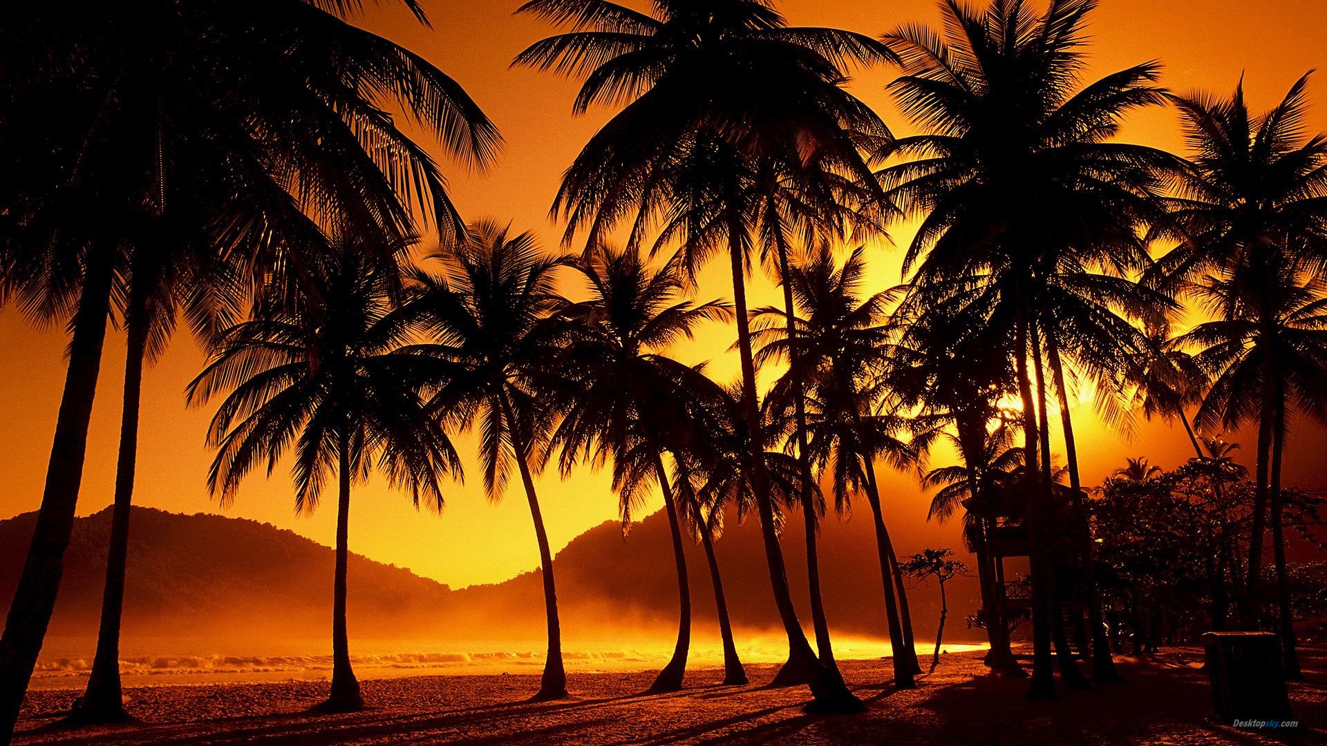 Palme al tramonto sulla spiaggia, 900x900 HD, Monitor Gaming