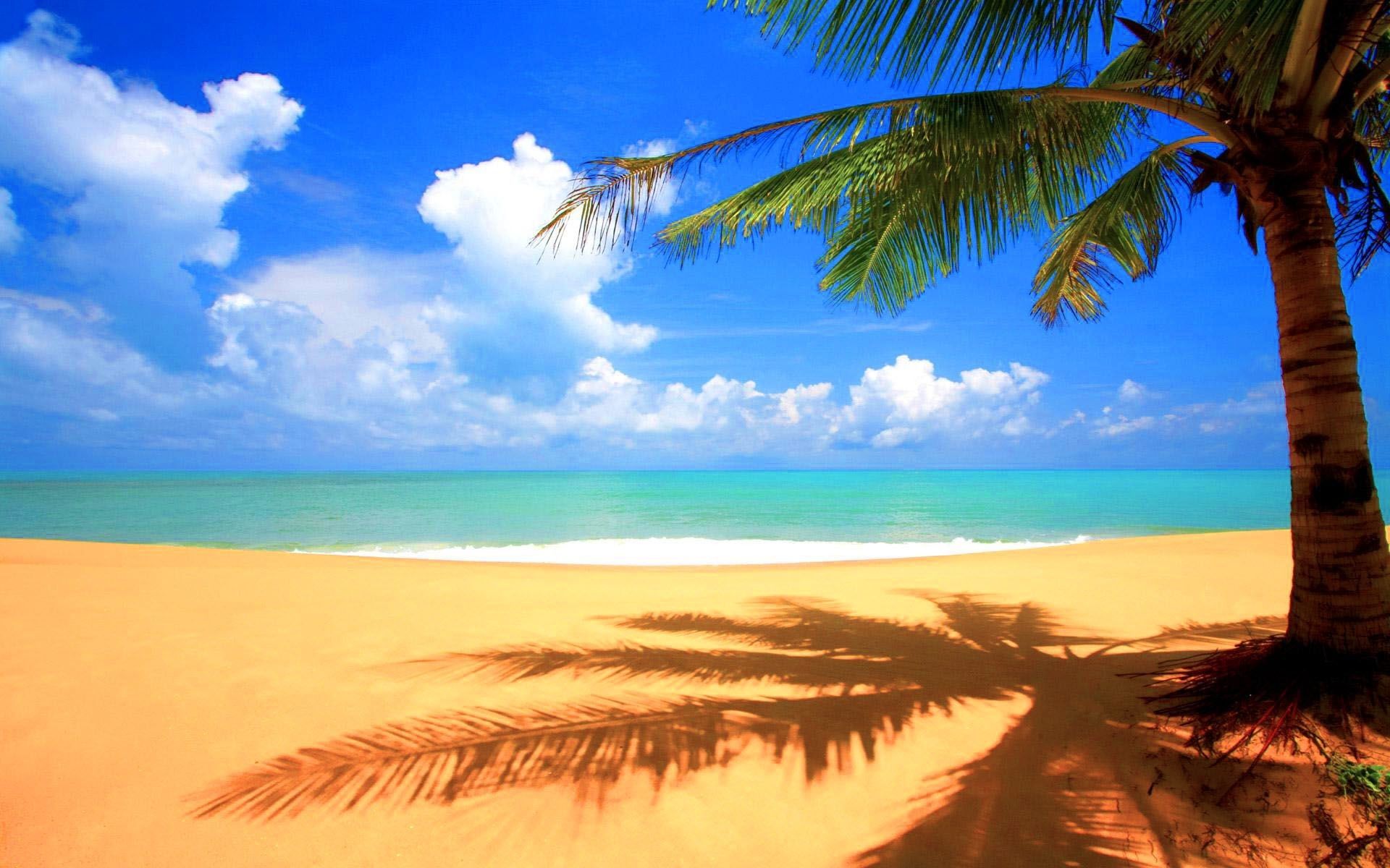 Isola con palme e uccelli, 1920x1080 1080p, Desktop