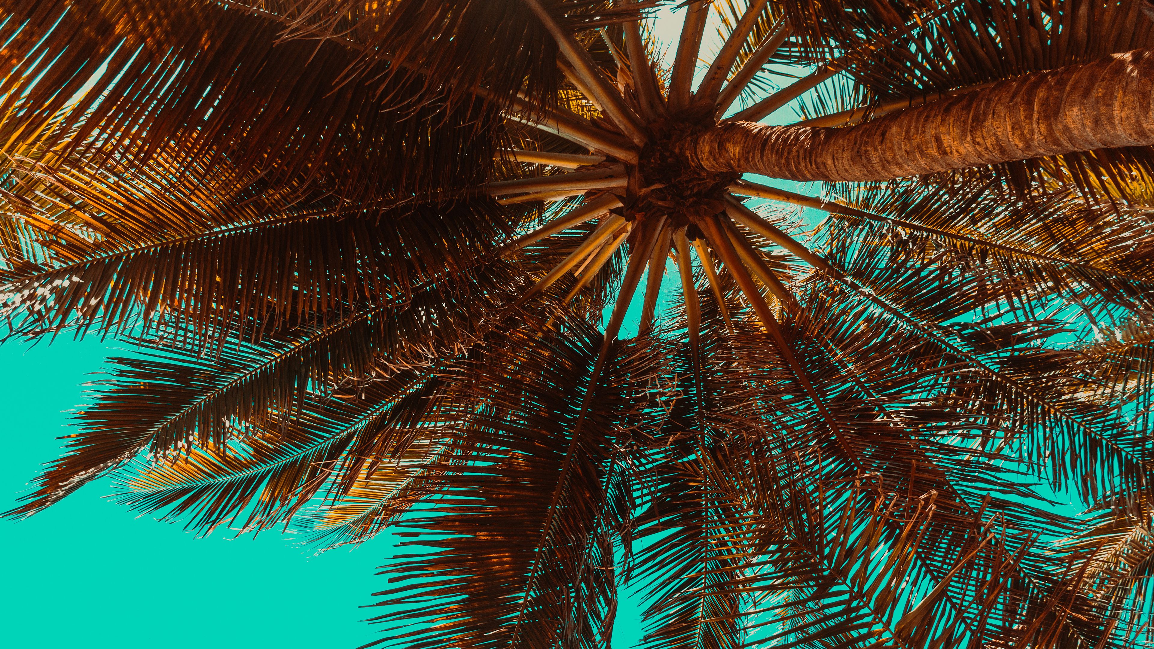 Palme viste dal basso, cielo, 1920x1080 Full HD, PC Desktop
