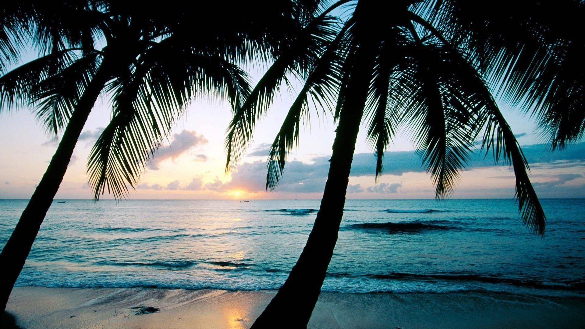 Palme tramonto spiaggia oceano, 1920x1080 1080p, Monitor Gaming