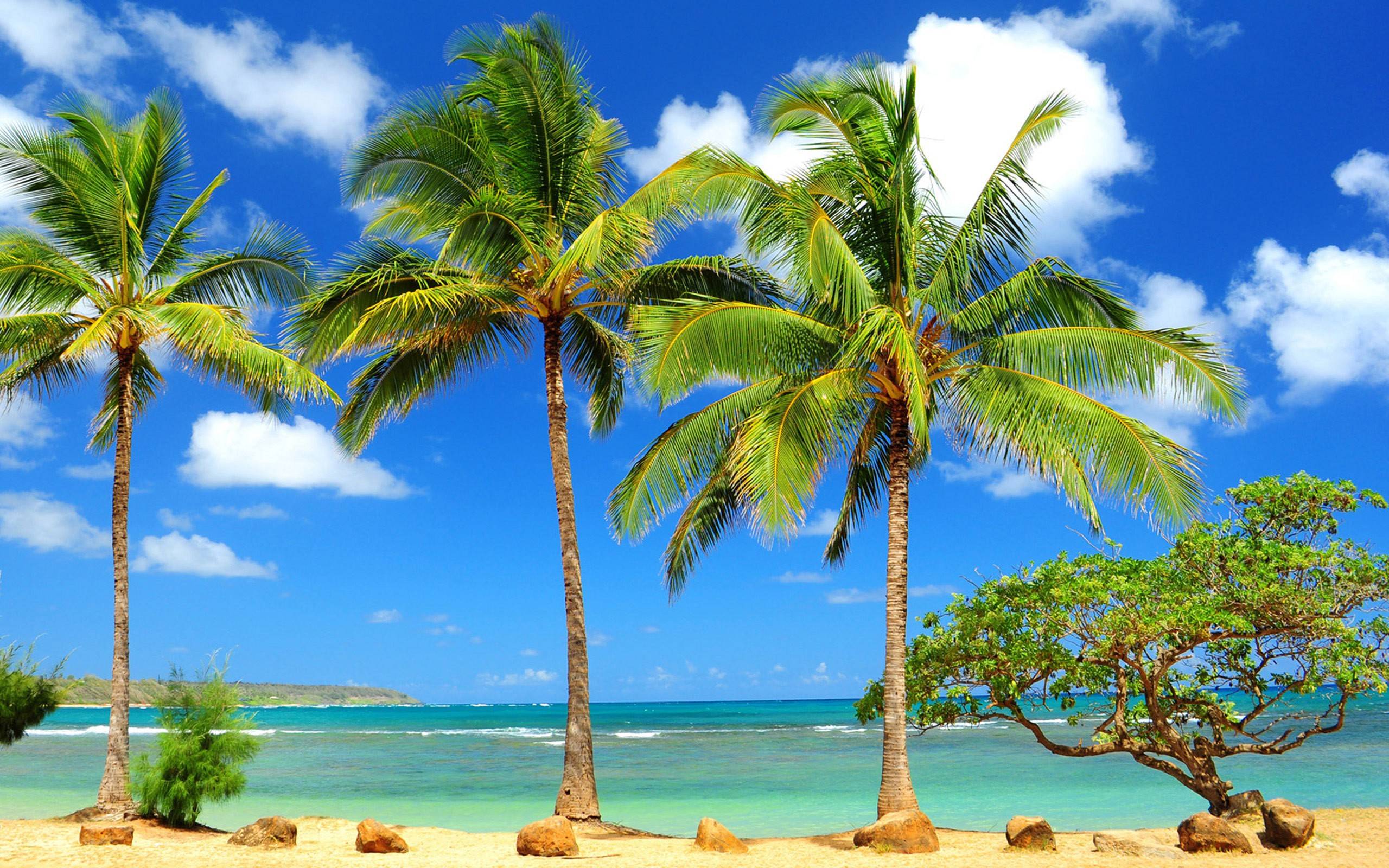 Palme su spiaggia tropicale, 2560x1600 WQXGA, Desktop
