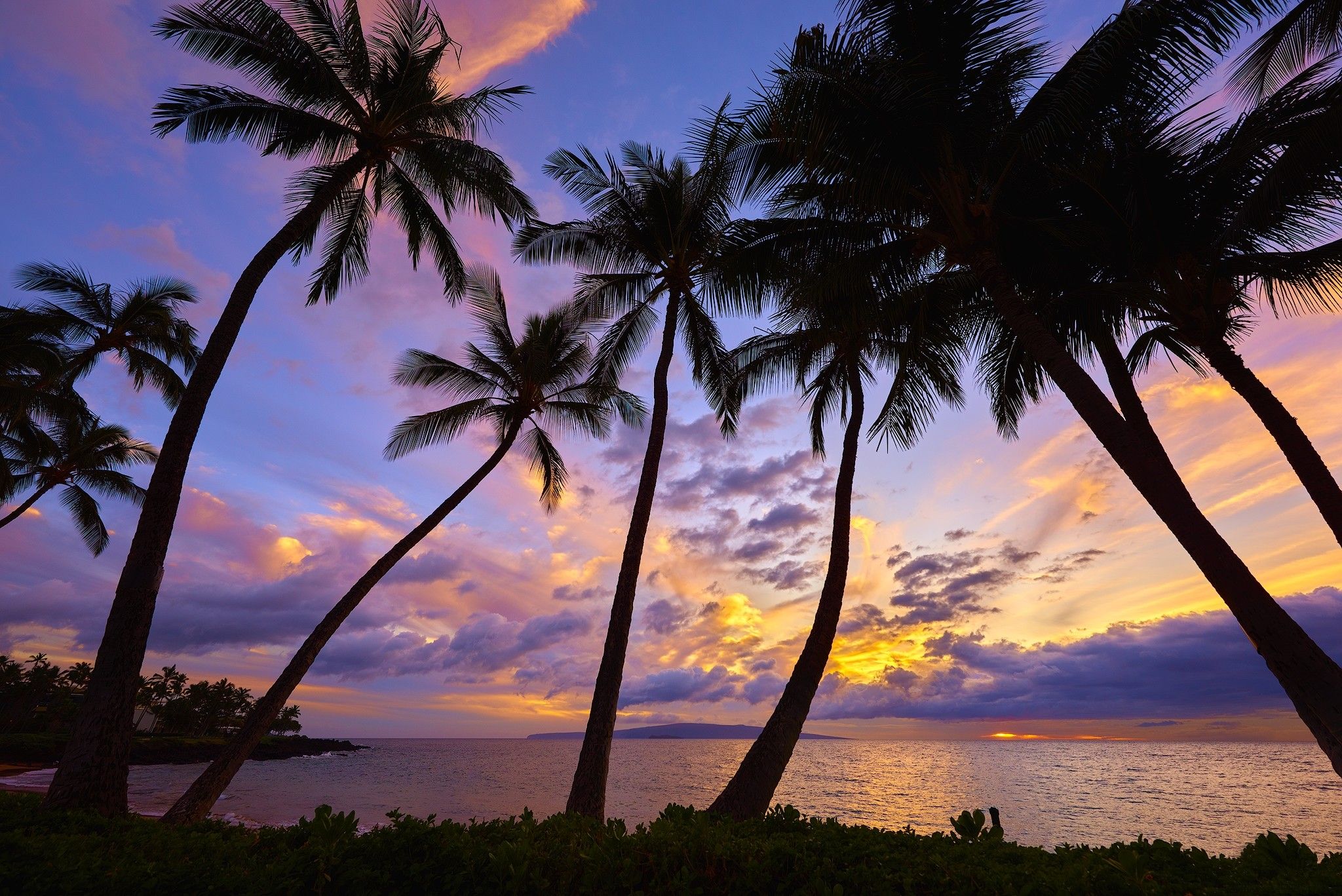 Palme al tramonto sulla spiaggia, 2048x1367 alta risoluzione, Desktop