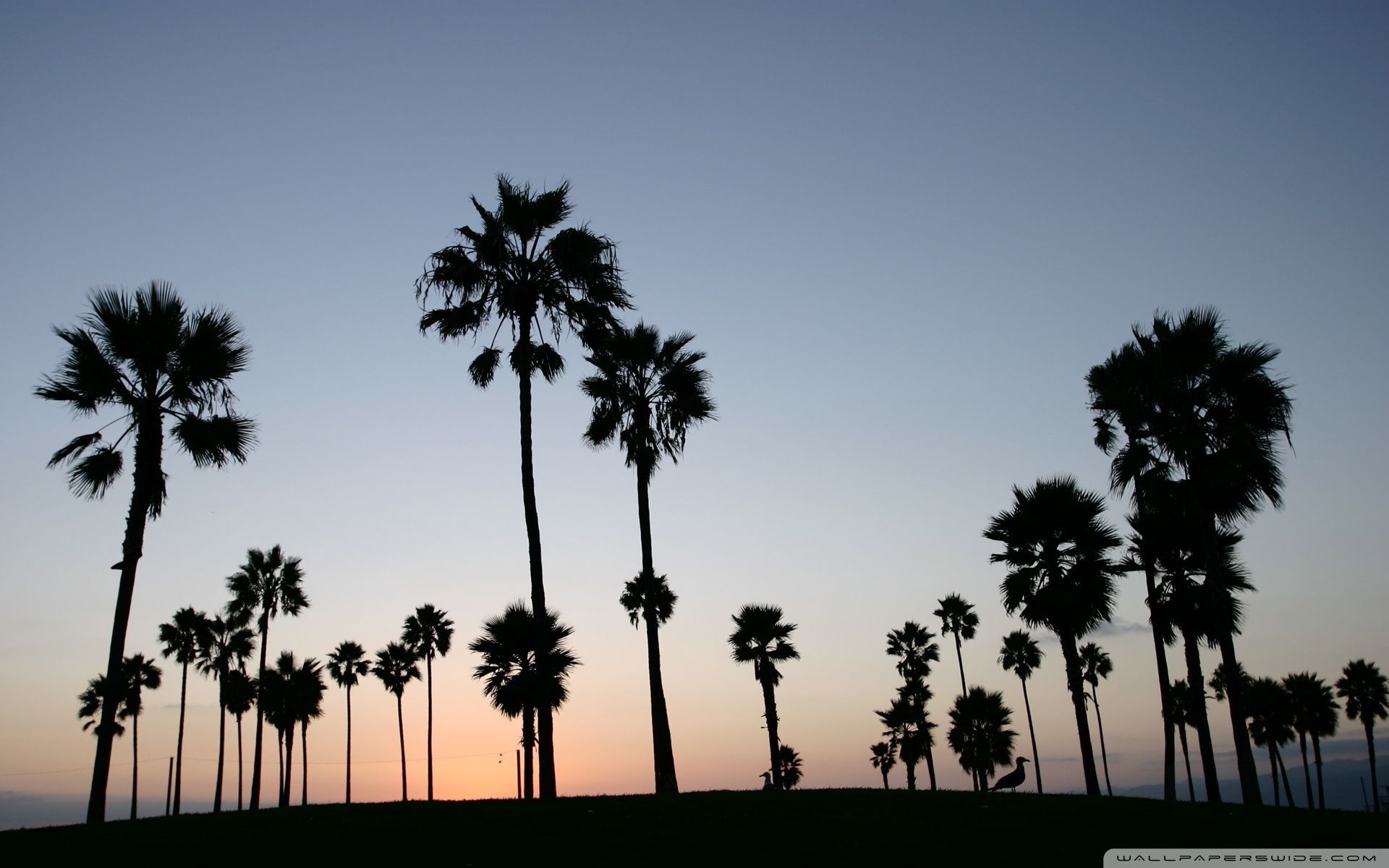 Palme in controluce al tramonto, 1920x1200 Full HD+, PC