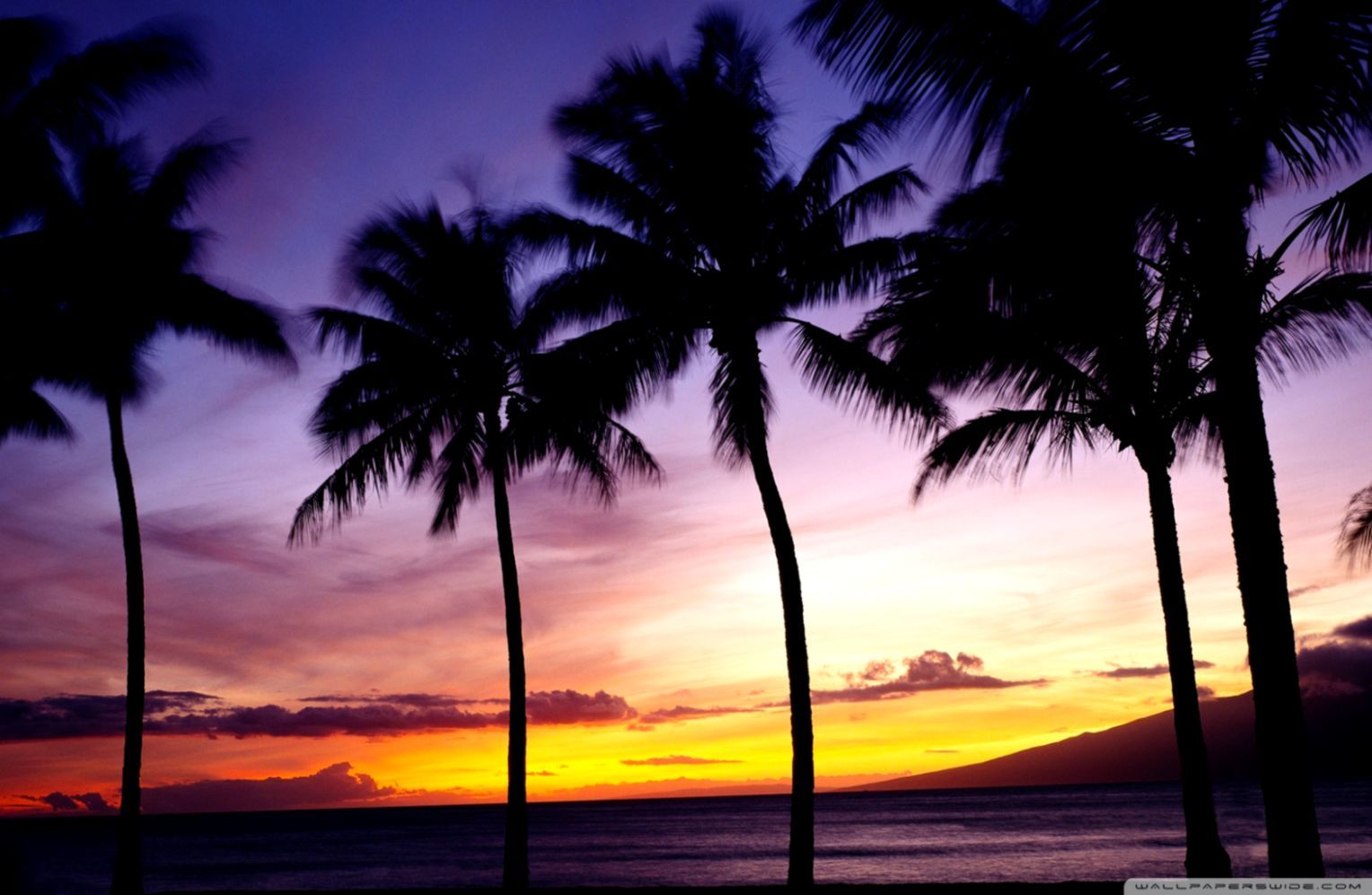 Palme al tramonto sulla spiaggia, 1528x997 720p, PC