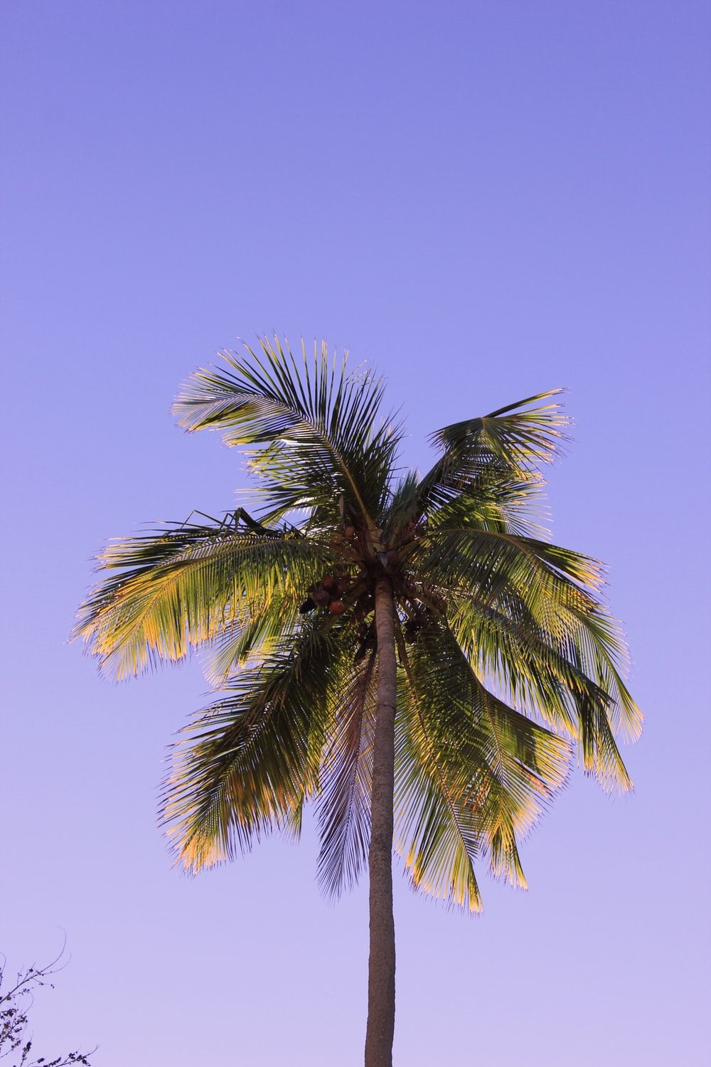 Palme controluce cielo azzurro, 1350x900 720p, Monitor Gaming