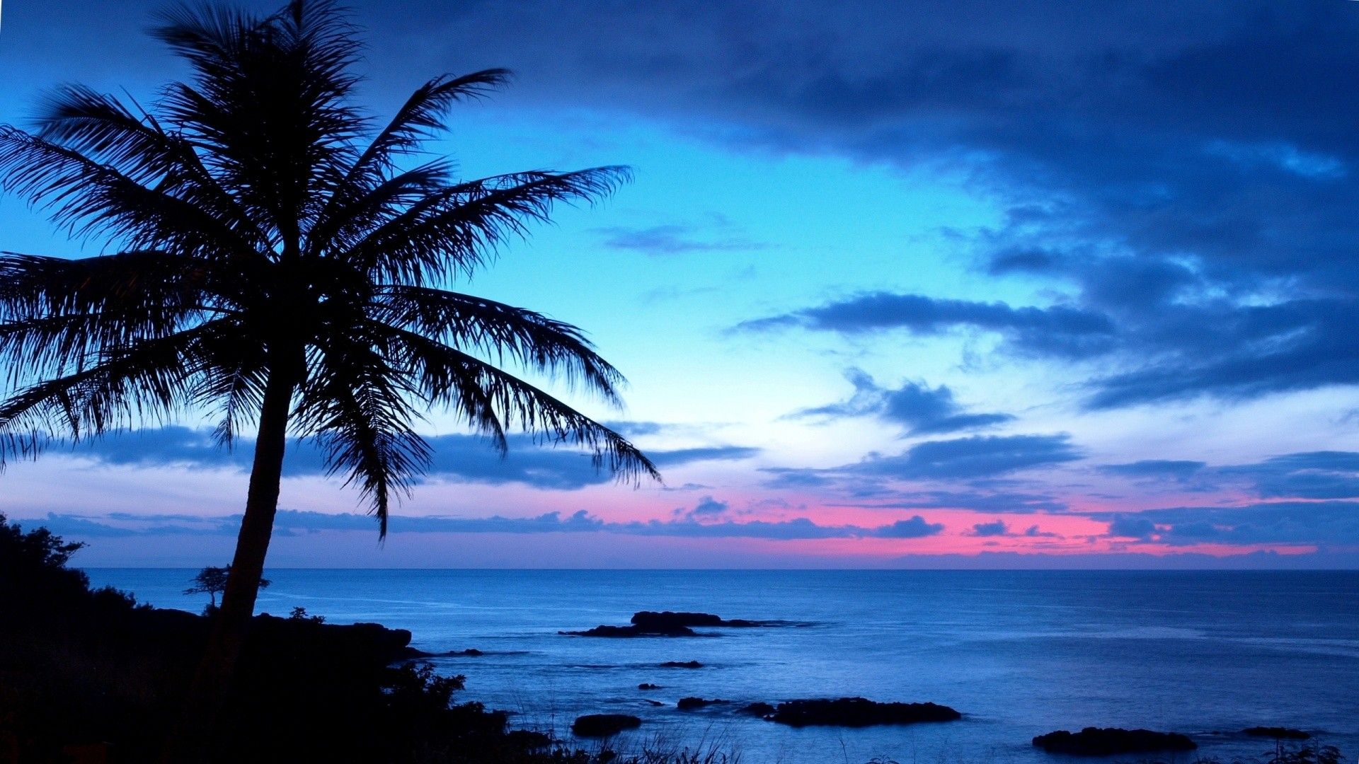 Palme controluce tramonto rosa, 1920x1080 Full HD, Monitor Gaming