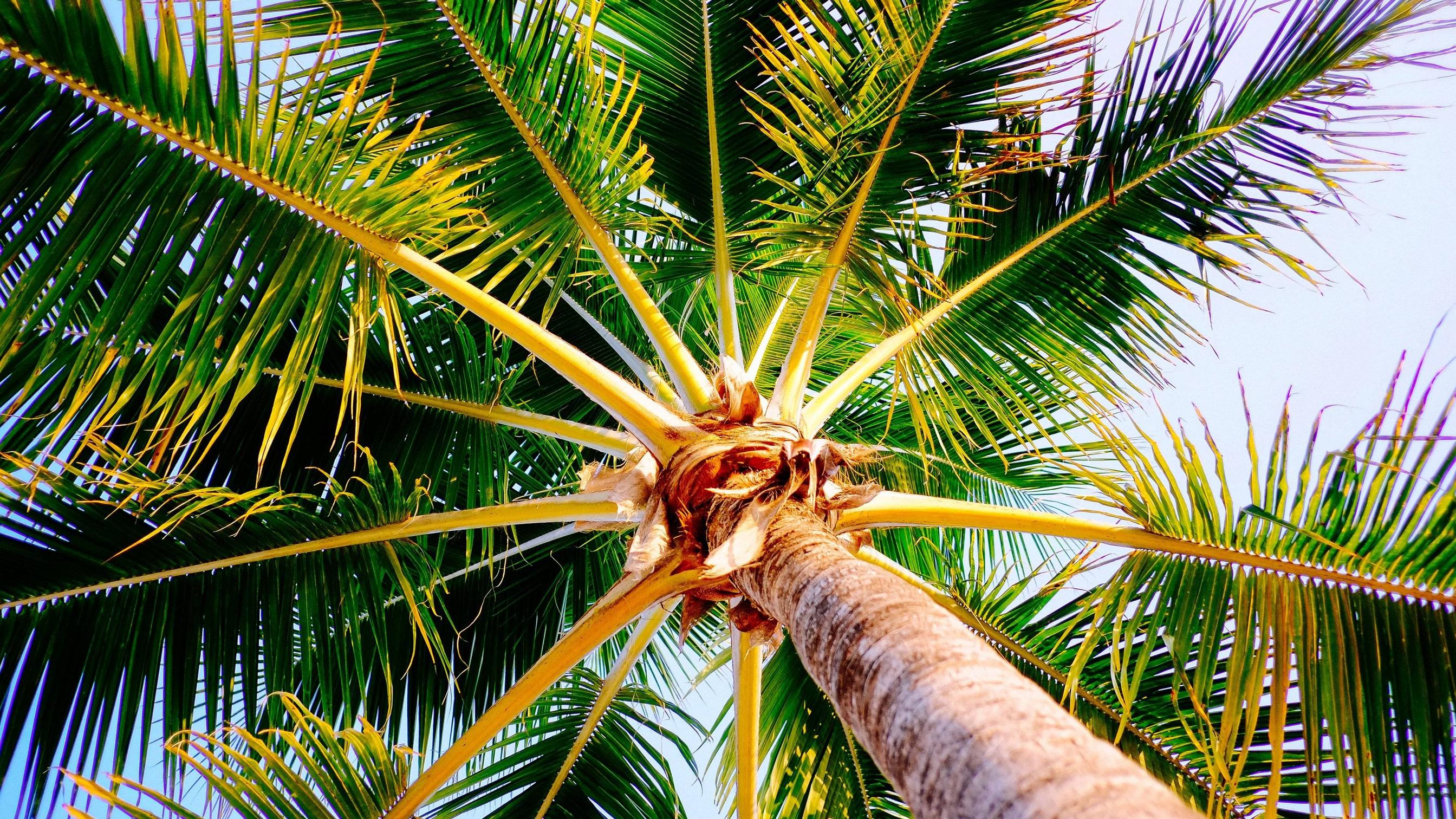Palme al tramonto, cielo azzurro, 1152x793 HD, Monitor Gaming