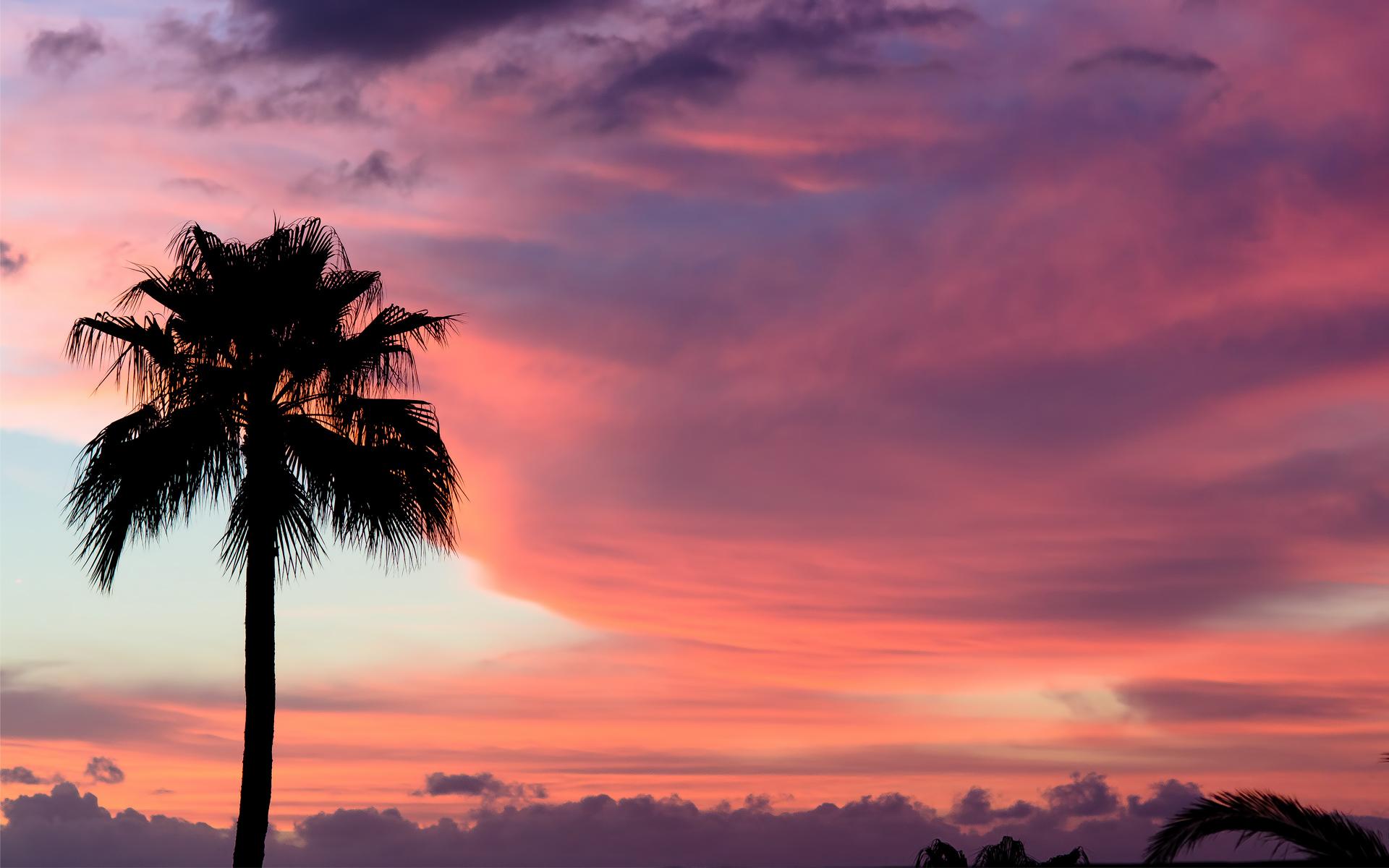 Palme silhouette tramonto viola, 1600x1200 HD, Desktop