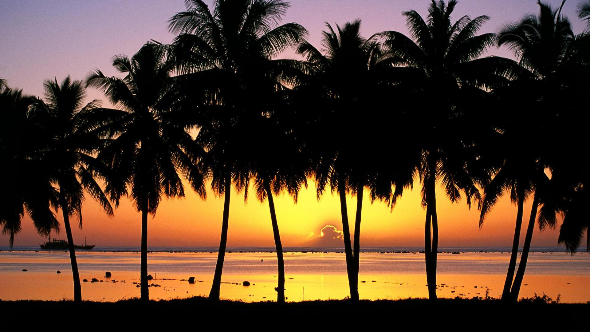 Palma silhouette al tramonto, 1920x1200 WUXGA, Monitor Gaming