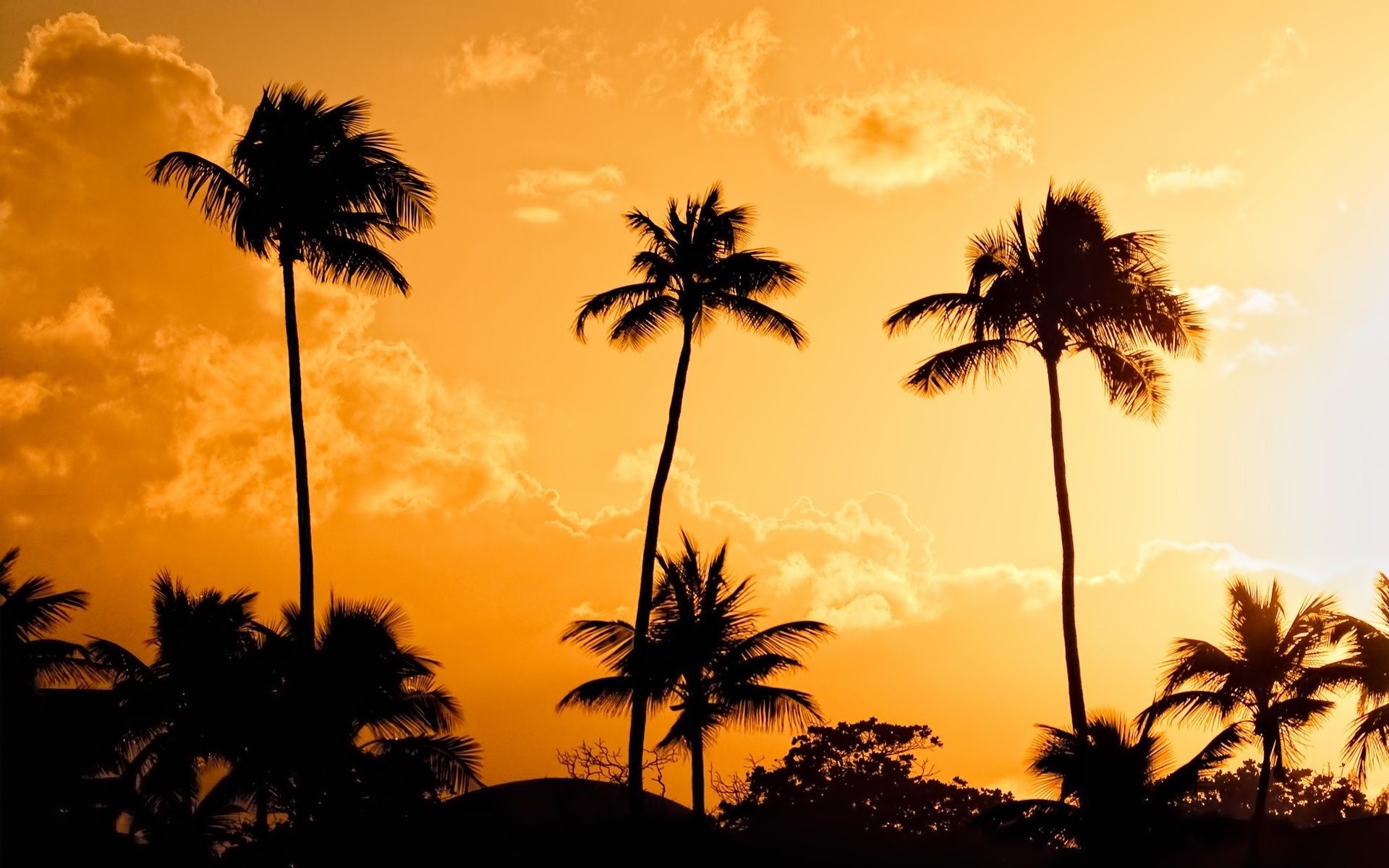 Palme silhouette al tramonto, 1650x1101 HD, PC