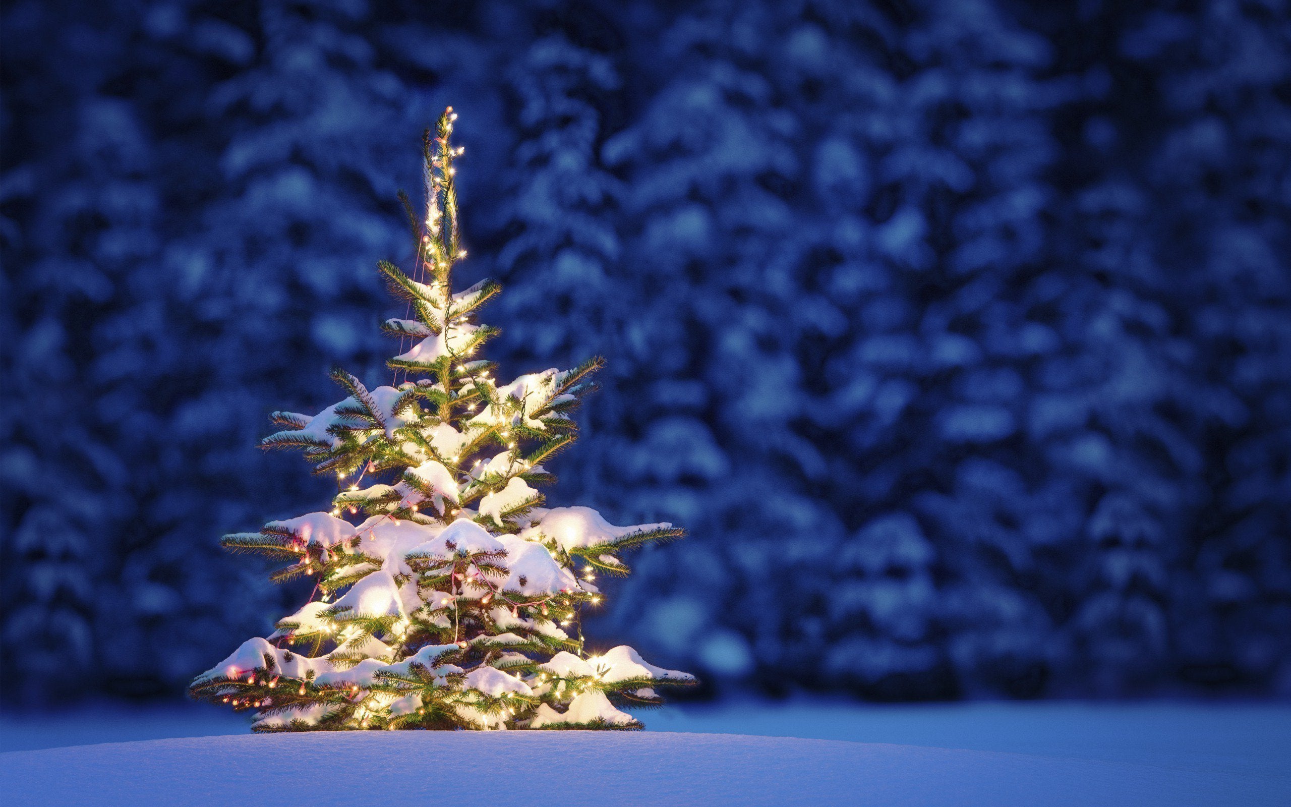 Albero di Natale illuminato nella neve, 2560x1600 2K, Laptop