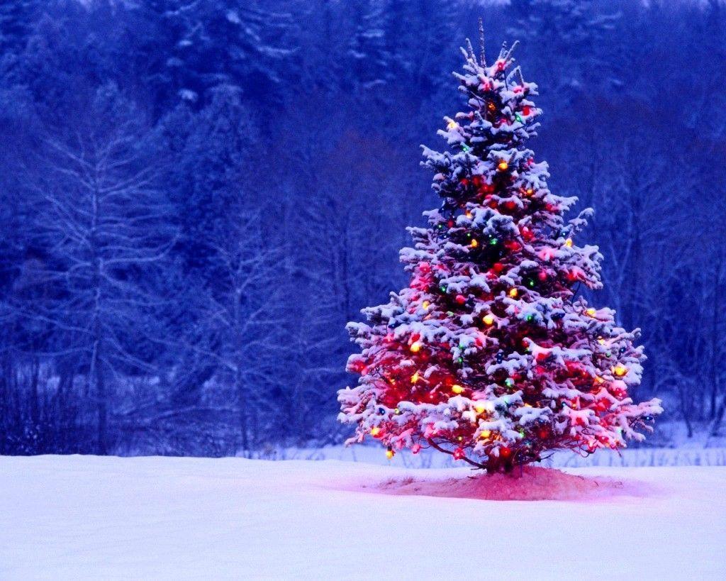 Albero di Natale innevato illuminato, 1024x819 HD, Desktop