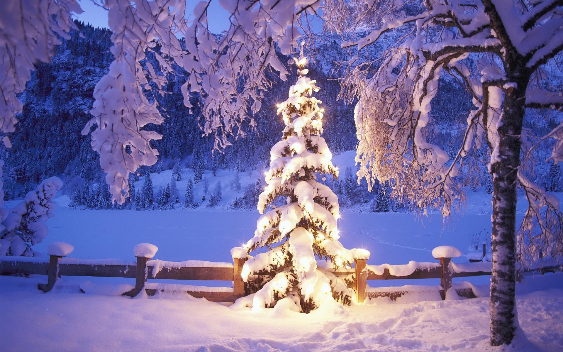 Albero di Natale innevato illuminato, 1920x1200 Full HD+ WUXGA, Desktop